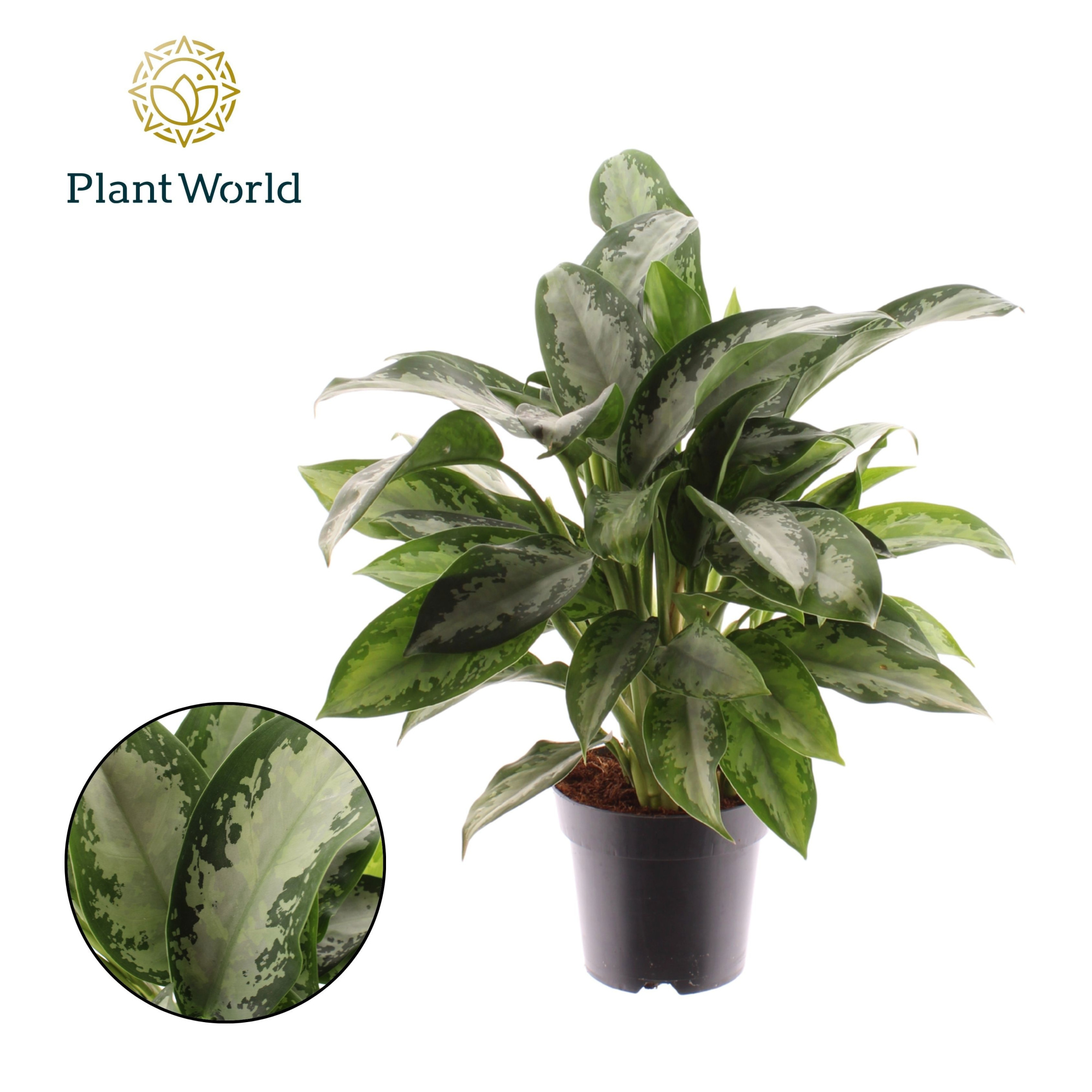 Aglaonema Jubilee Petite, D 14 cm