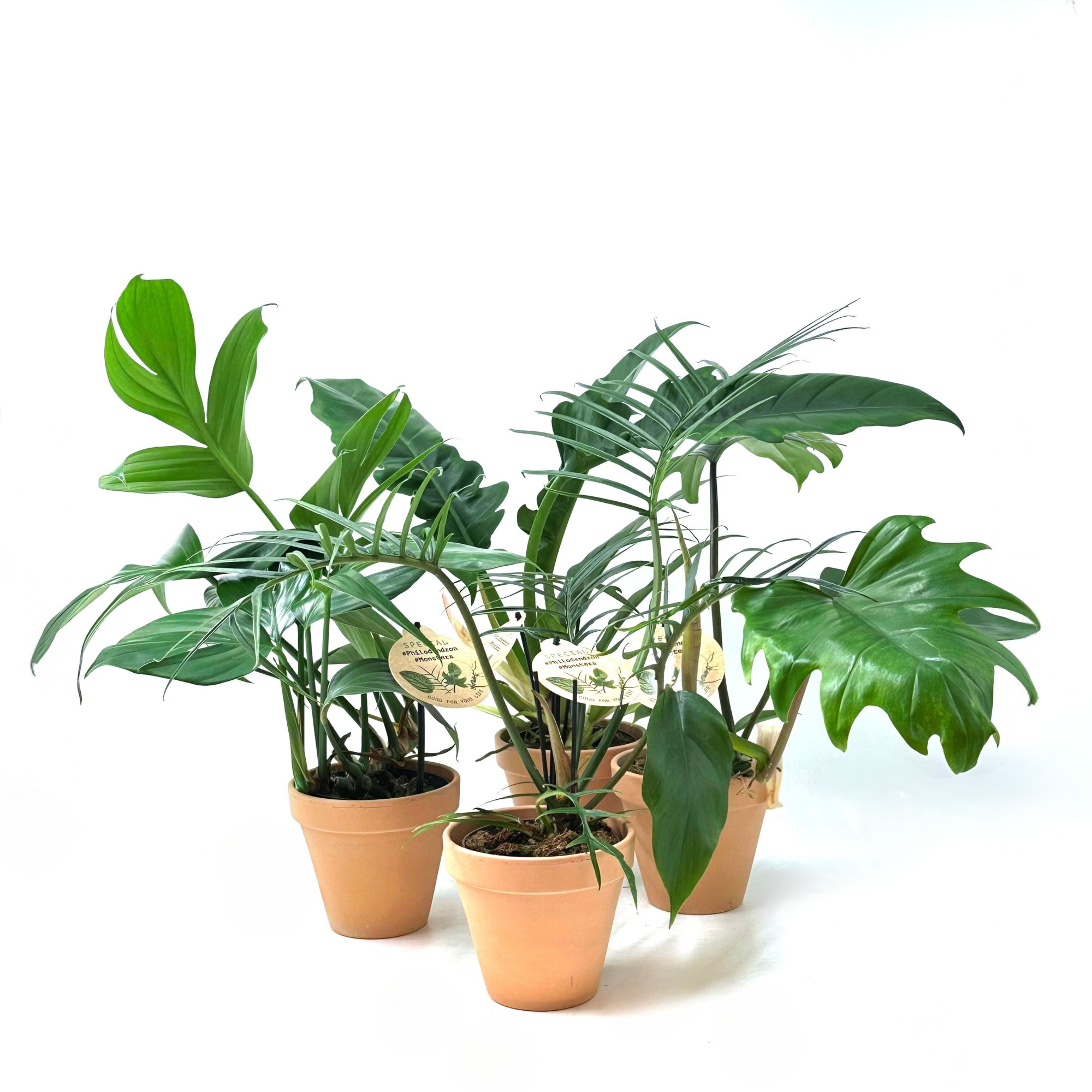 Special Phil. Mix w. Claypot, D 13 cm