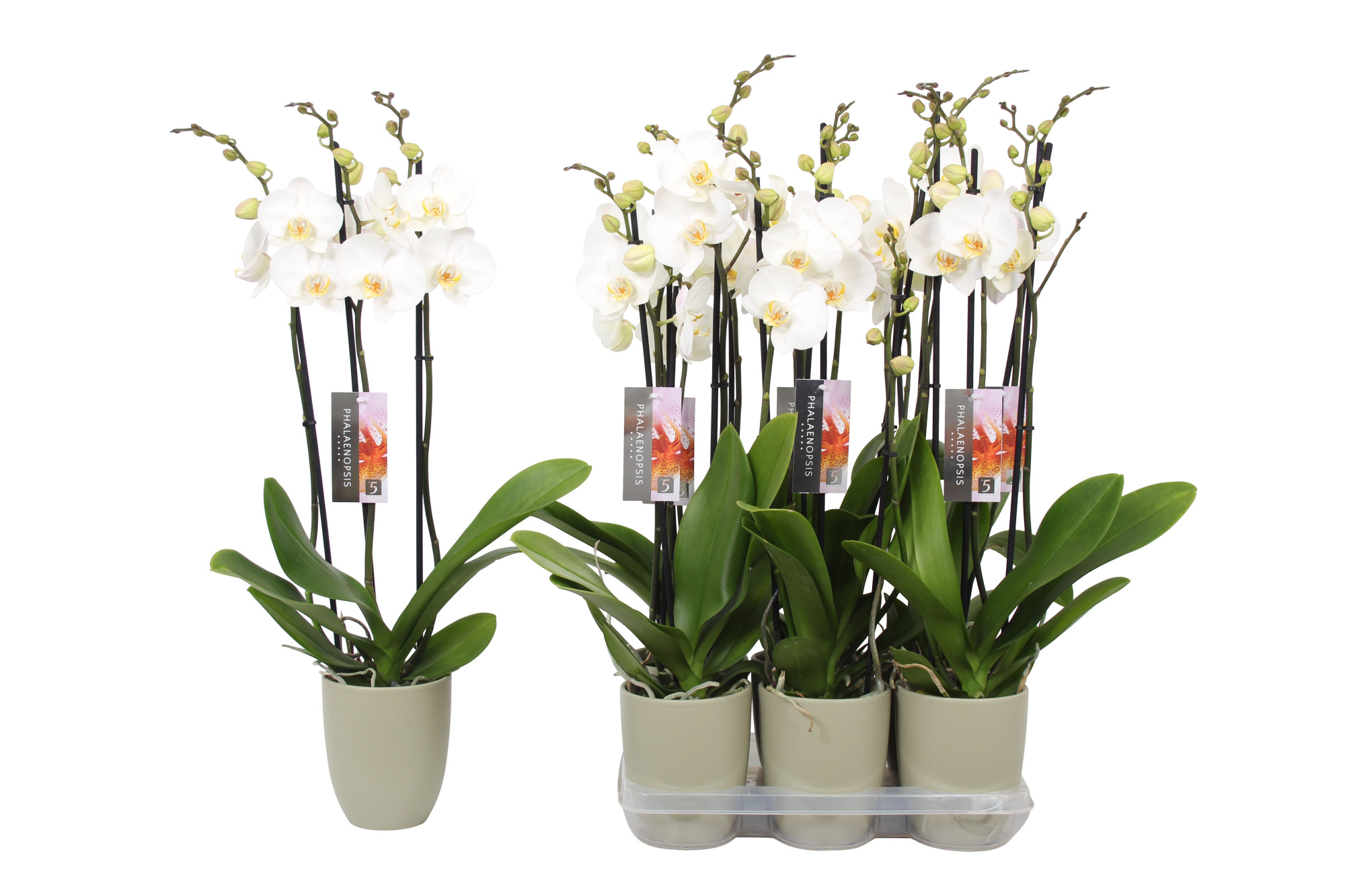 Phalaenopsis White, 3-spike Green Ceramics, D 12 cm