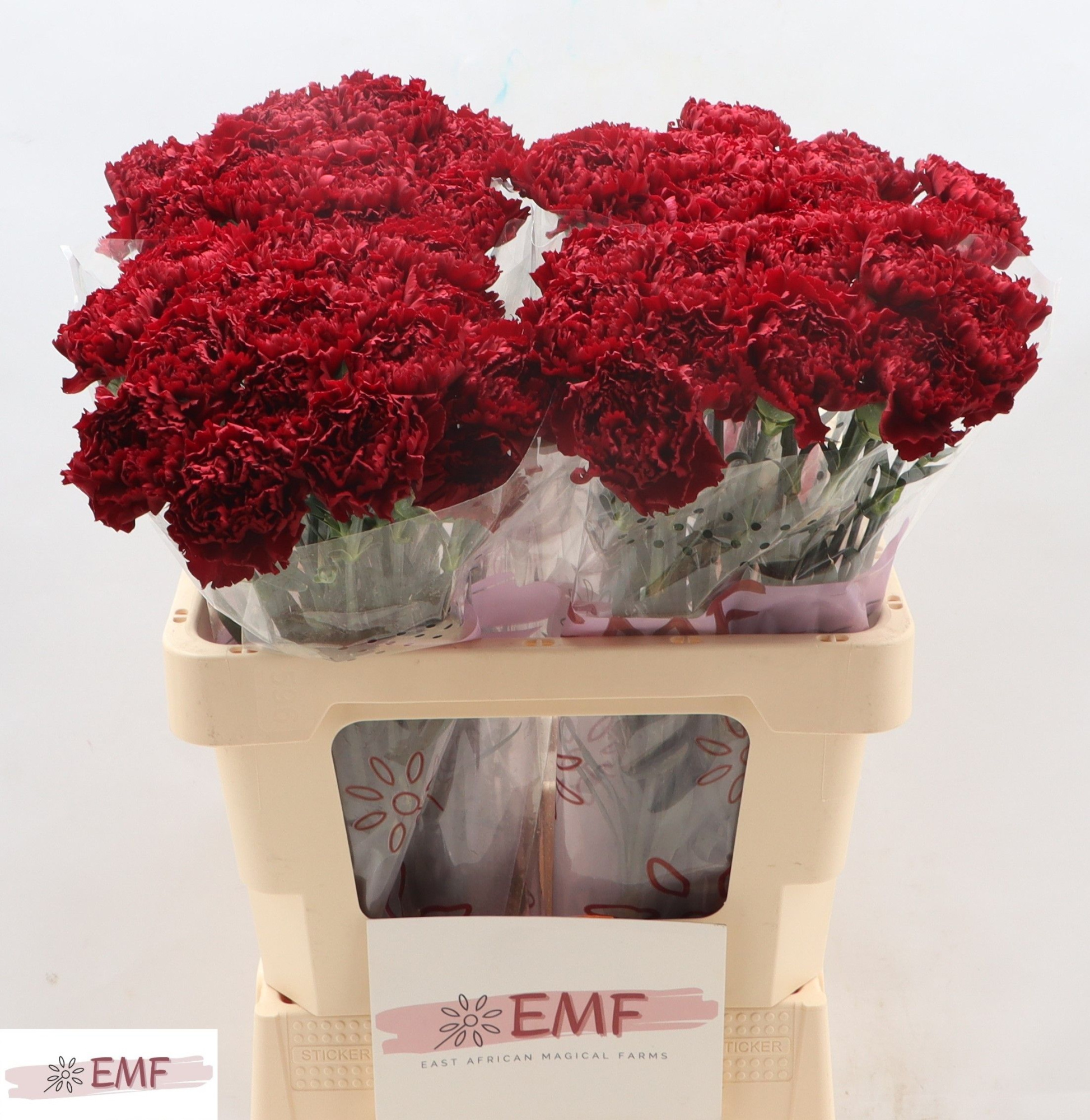 Диантус од. Сассикая, шт.