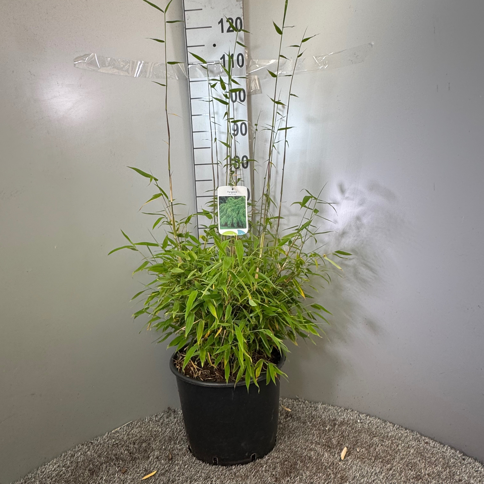 Fargesia murielae ‘Winterblack’ 15L, D 30 cm