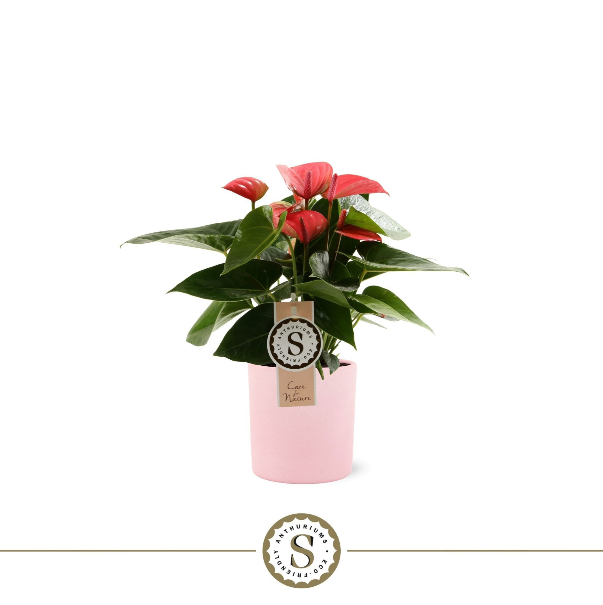 Bari Keramiek 9cm Pink, D 9