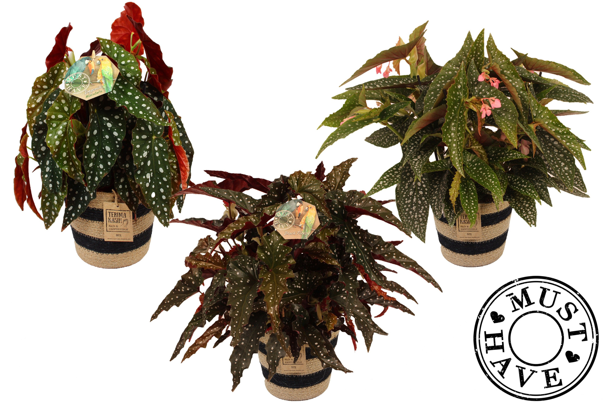 Maculata Mix 3 soorten in Jutte Mand MUST HAVE, D 17 cm