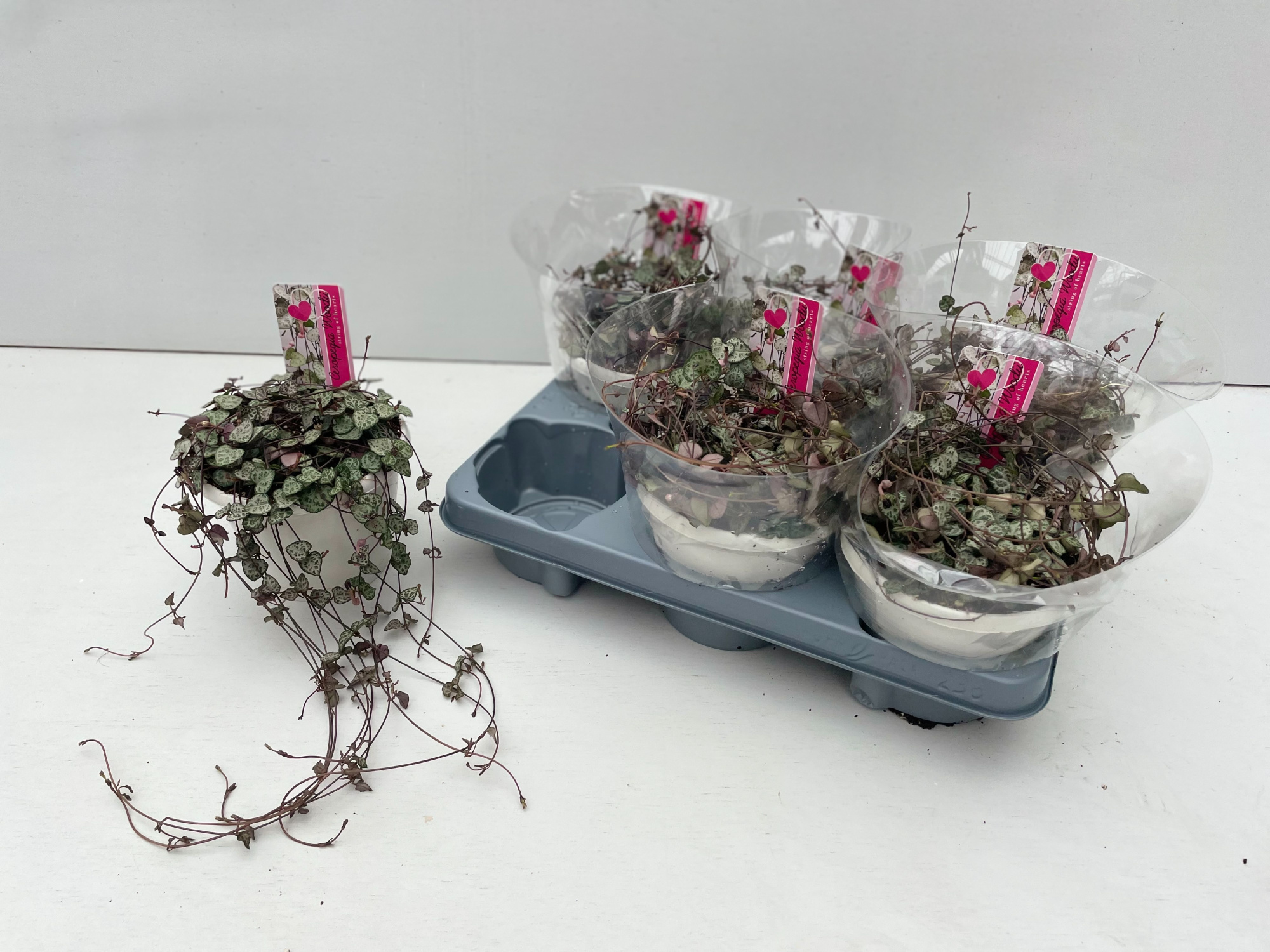 WZ14cm Ceropegia Woodii tafel model zonder hanger, D 14 cm