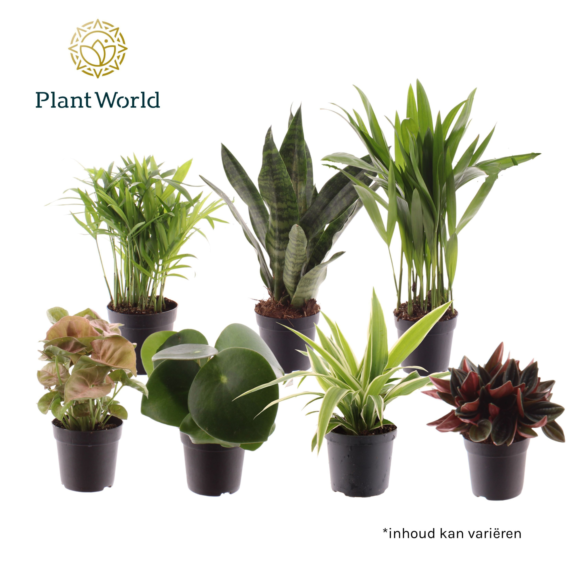 Keen on Green mix Indiana 7 cm, D 7 cm