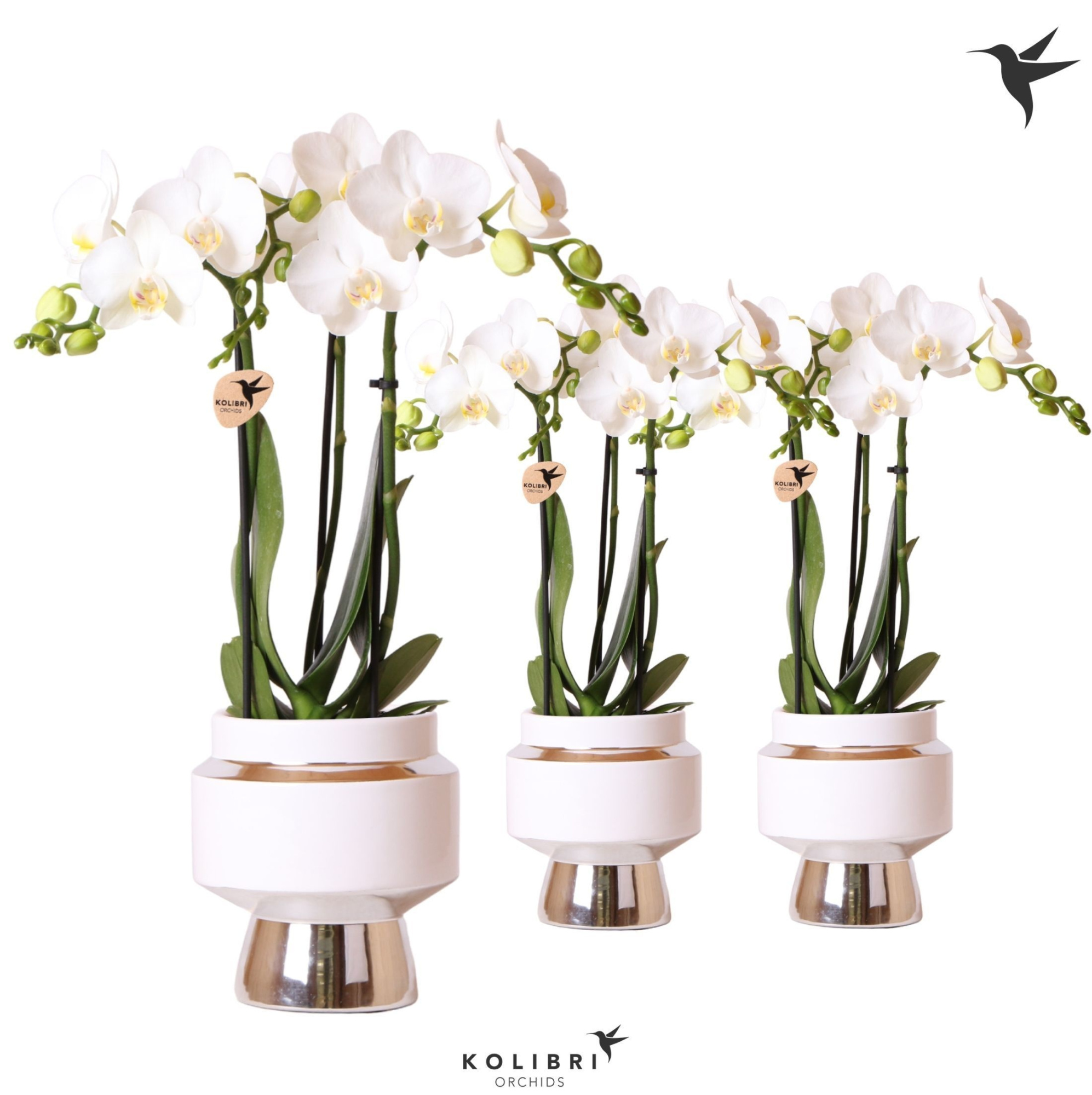 Kolibri Orchids Phalaenopsis white 3 spike in Le Chic pot silver, D 9