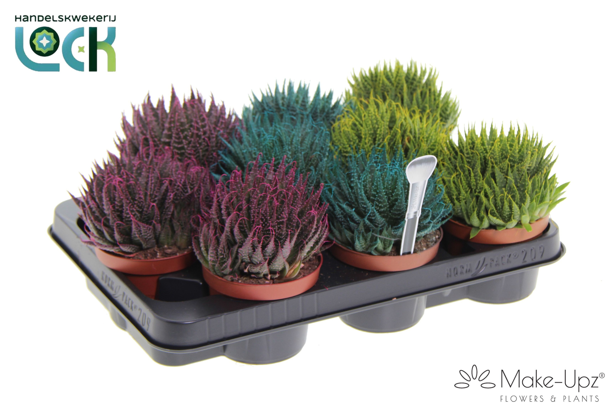 Aloe Aristata Make Upz mix drie kleuren, D 10,5 cm