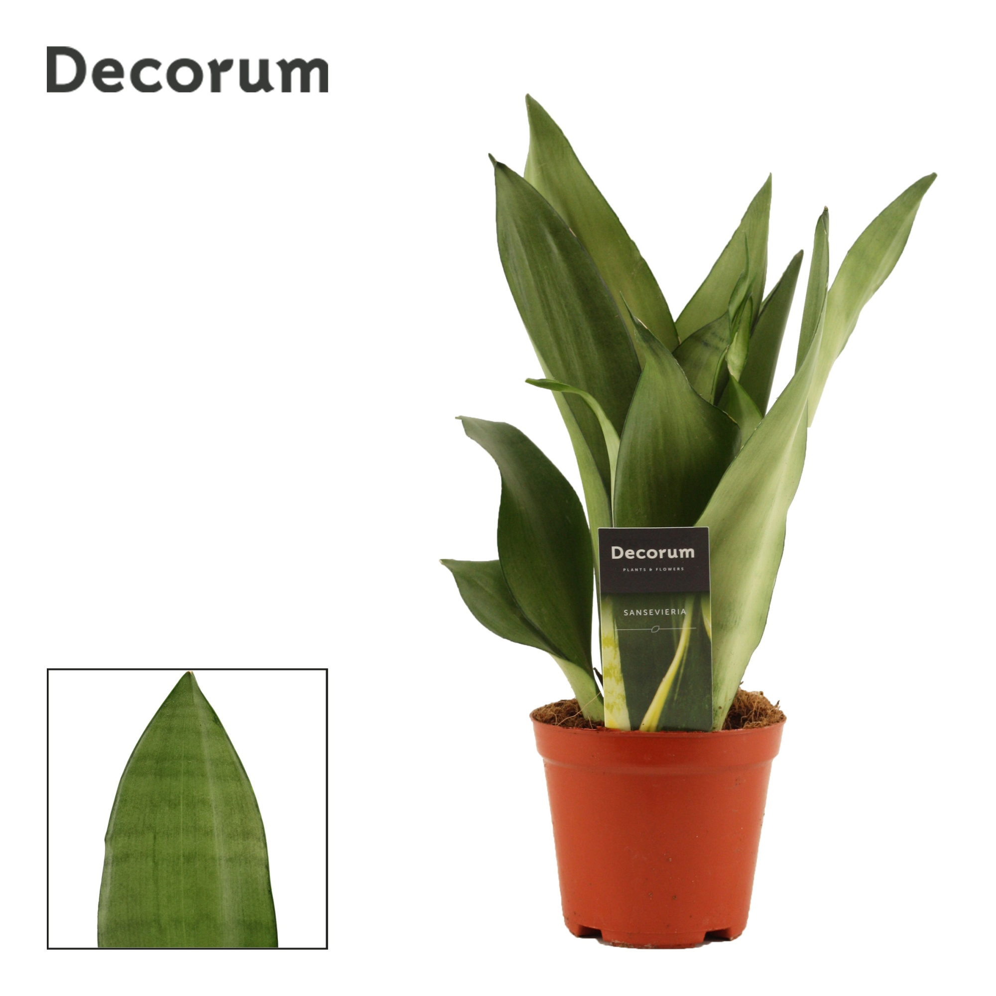 Sansevieria Moonshine 12 cm (Decorum), D 12
