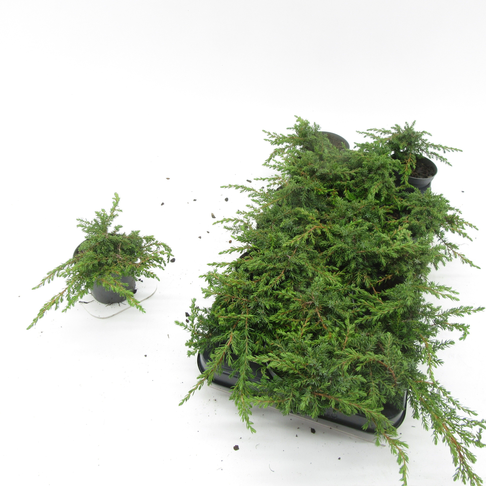 Juniperus Green Carpet, D 9 cm