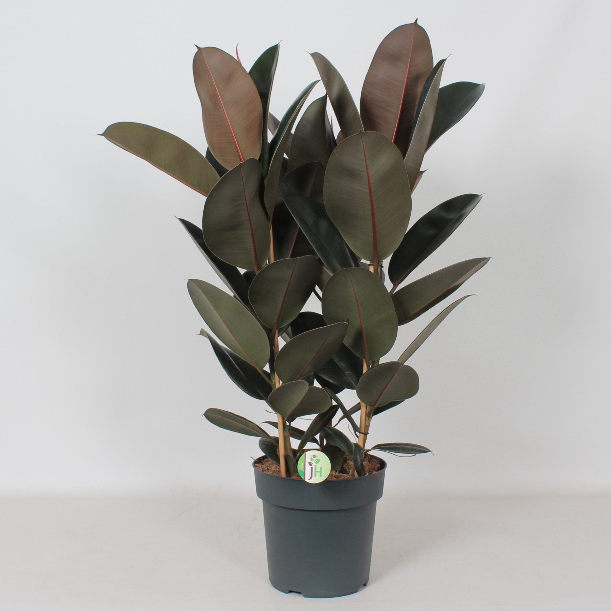 Ficus 'Abidjan', D 27 cm