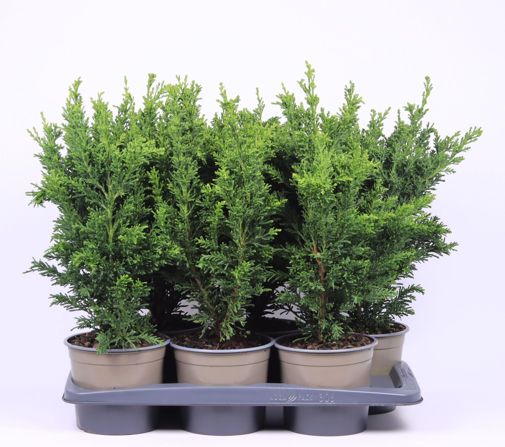 Chamaecyparis obtusa 'Draht', D 17 cm