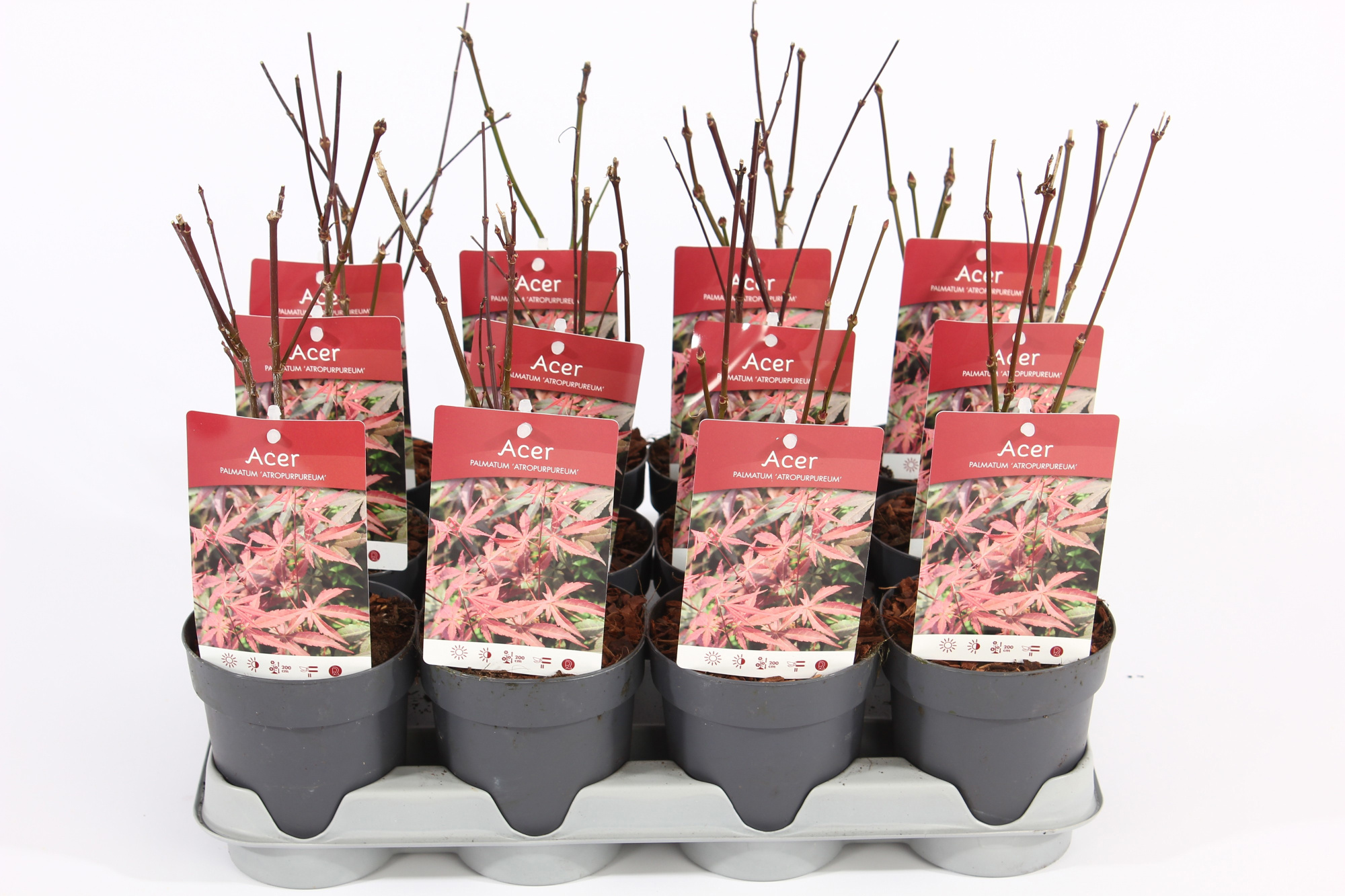 Acer palm. 'Atropurpureum' P10.5, D 10