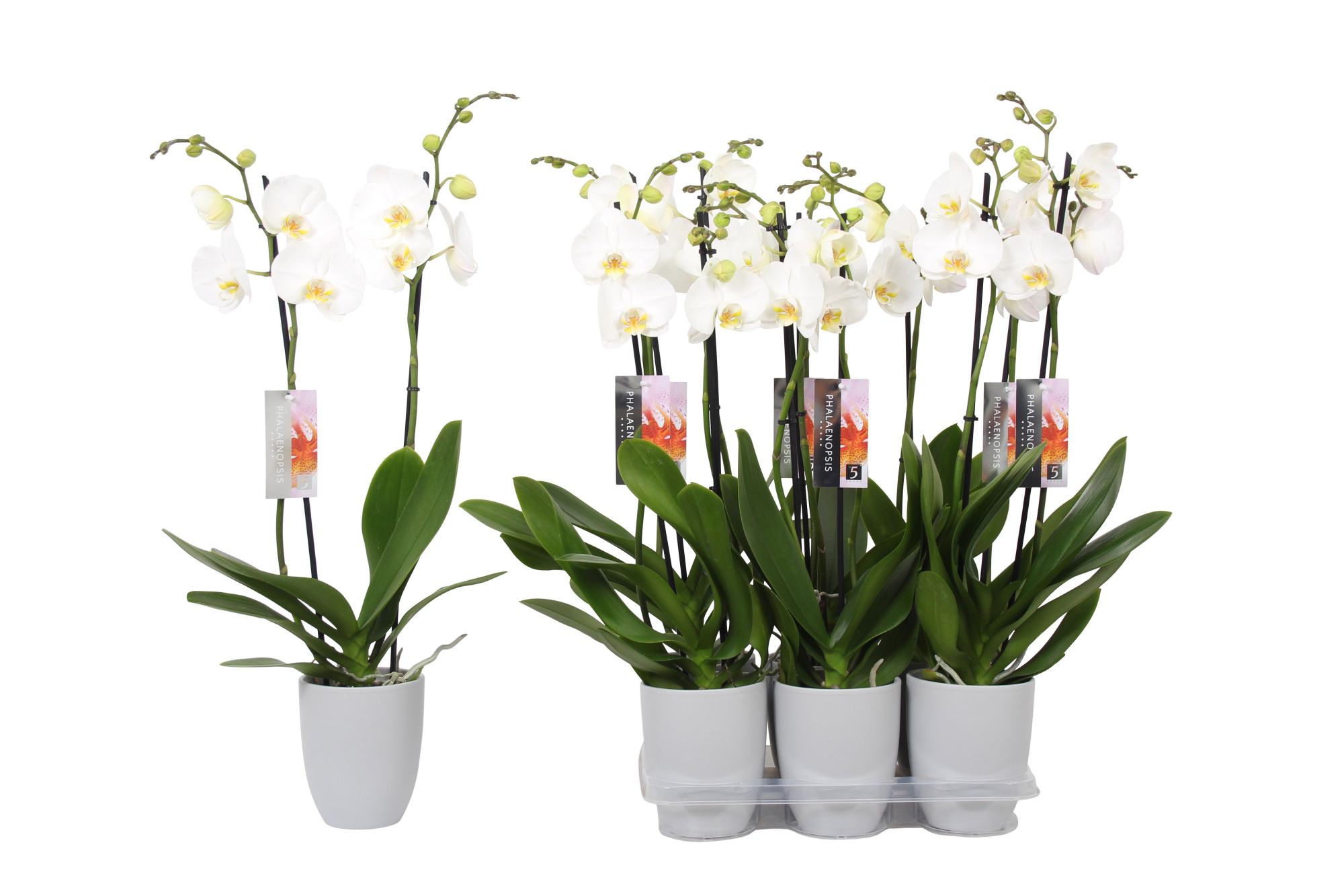 Phalaenopsis White, 2-spike Grey Ceramics, D 12 cm