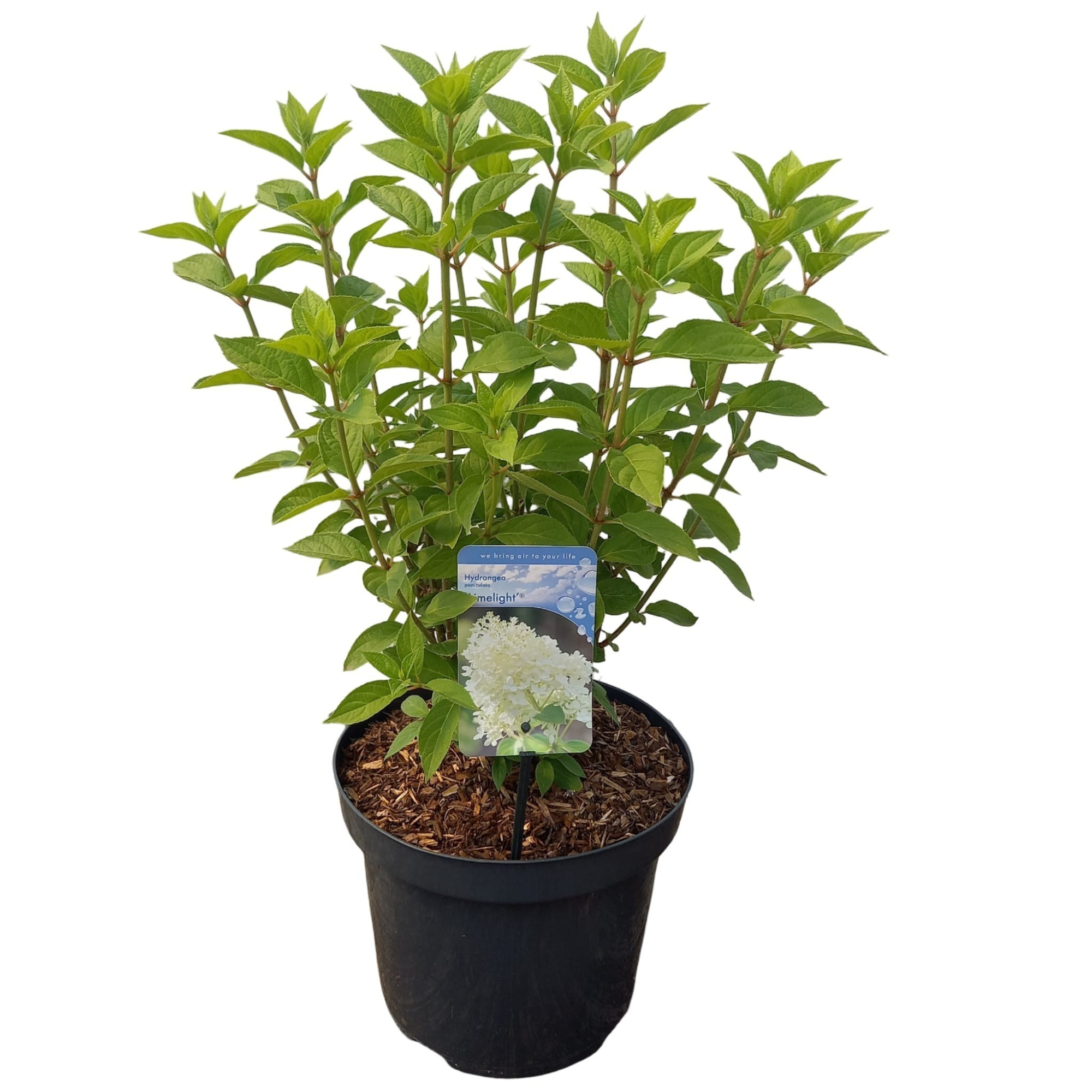 Hydrangea pan. ‘Limelight’® PBR, D 26 cm