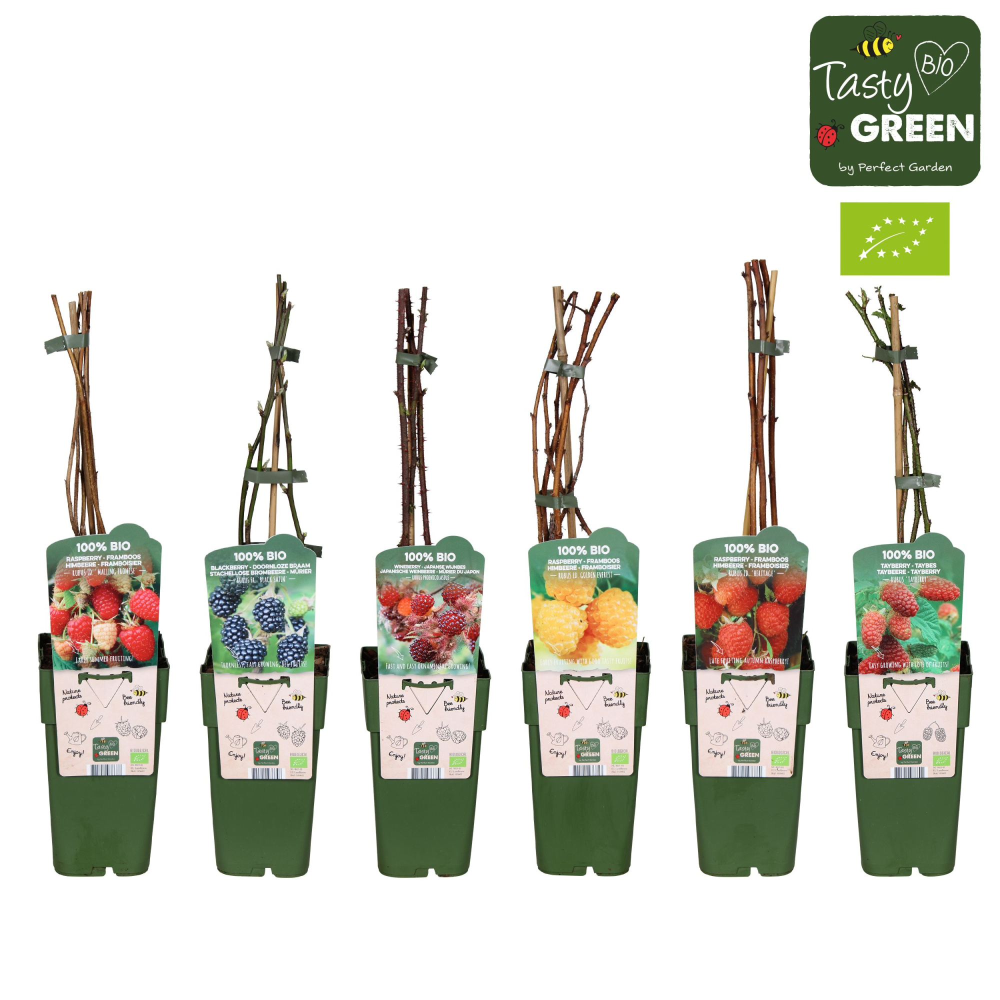 Rubus mix laag bio P15, D 15