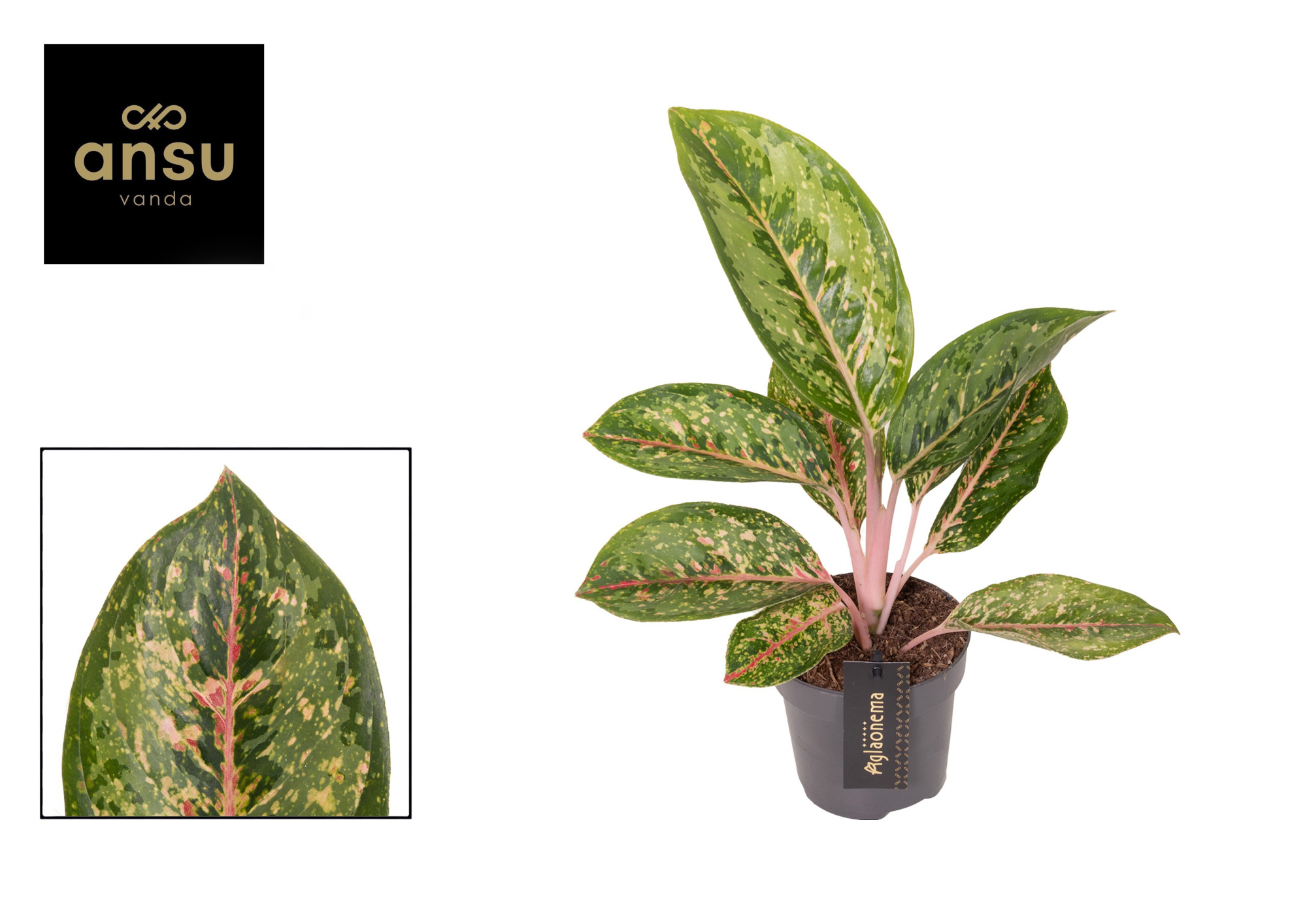 Aglaonema Camo Coralie, D 12