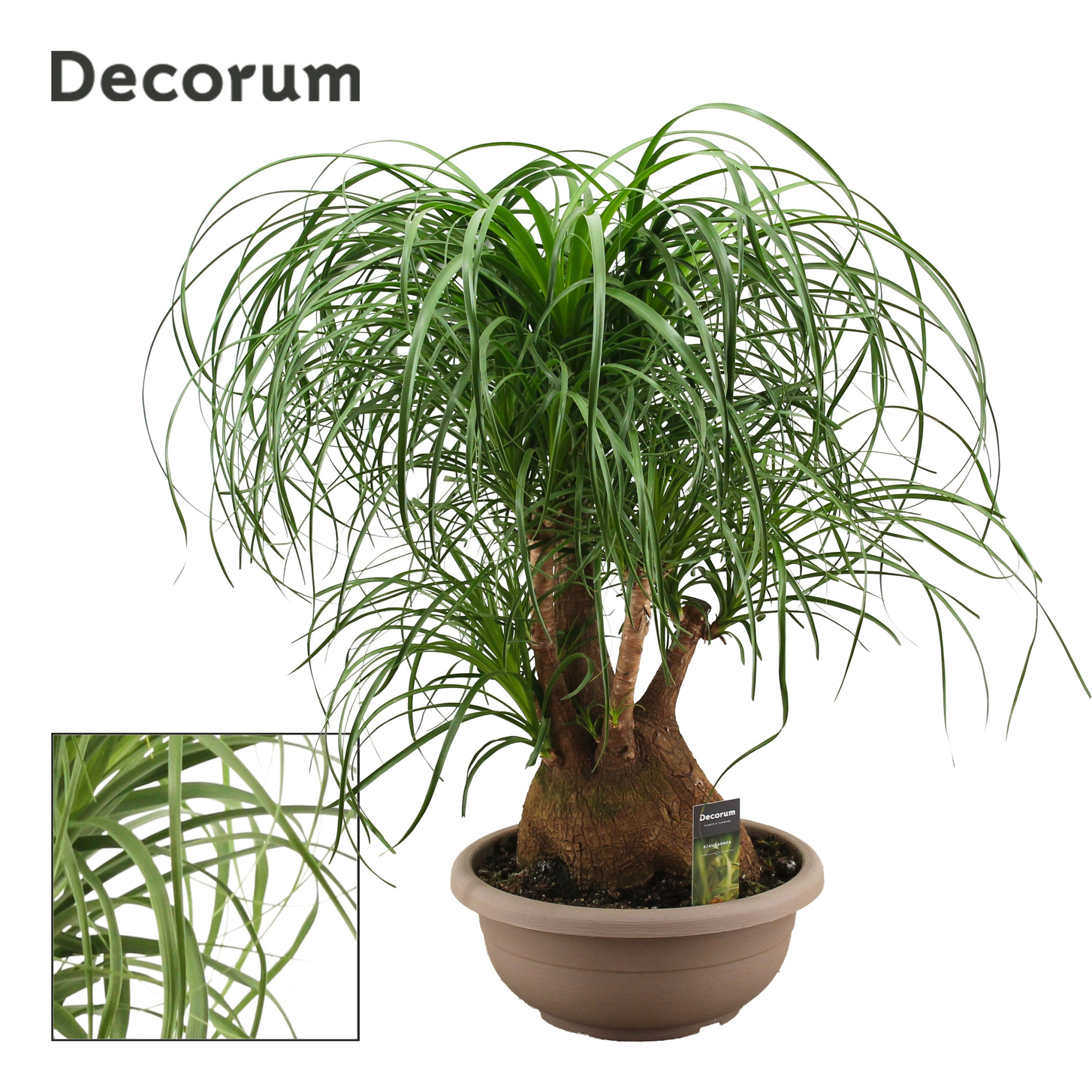 Beaucarnea vertakt compact 35 cm (Decorum), D 35