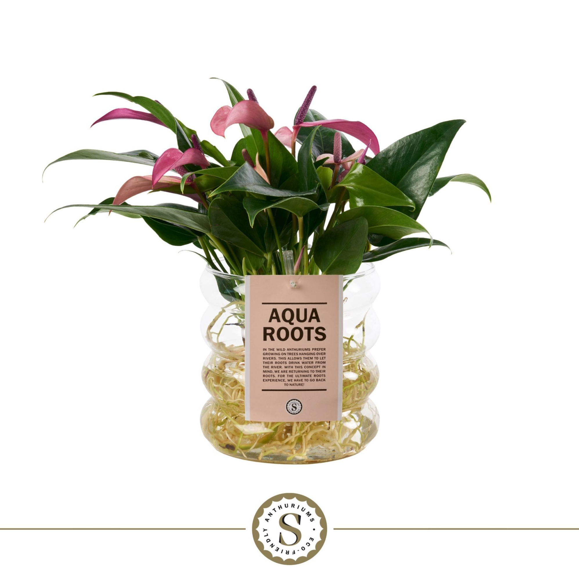 Aqua Roots Riccio glas Zizou, D 12