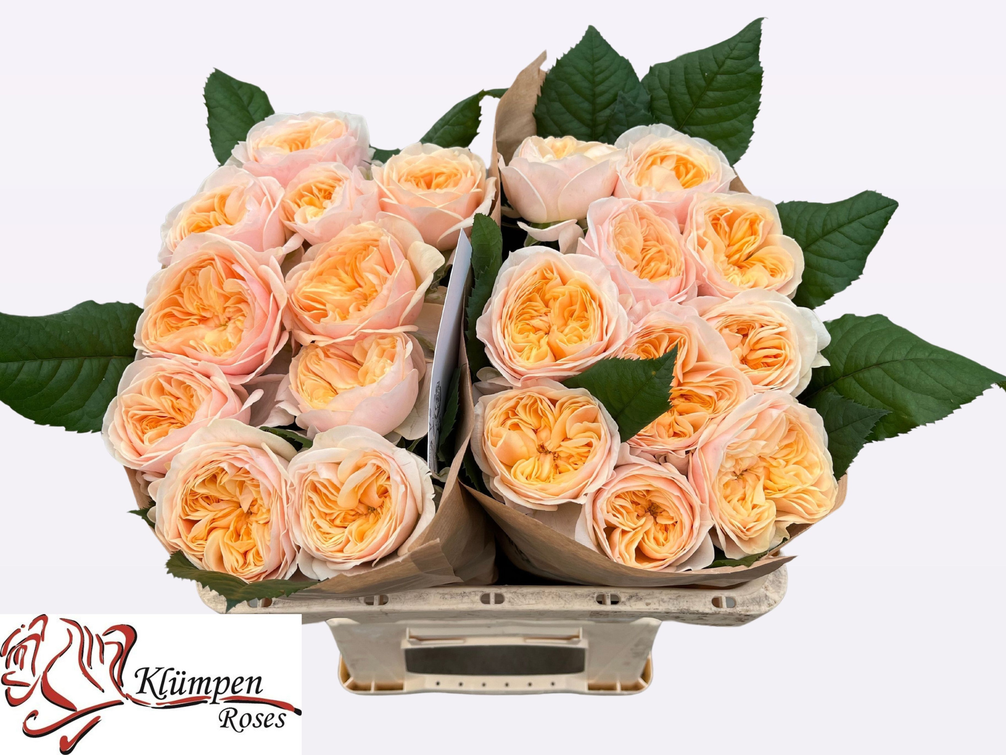 Роза од. Фрея Гарденс! 50, шт.