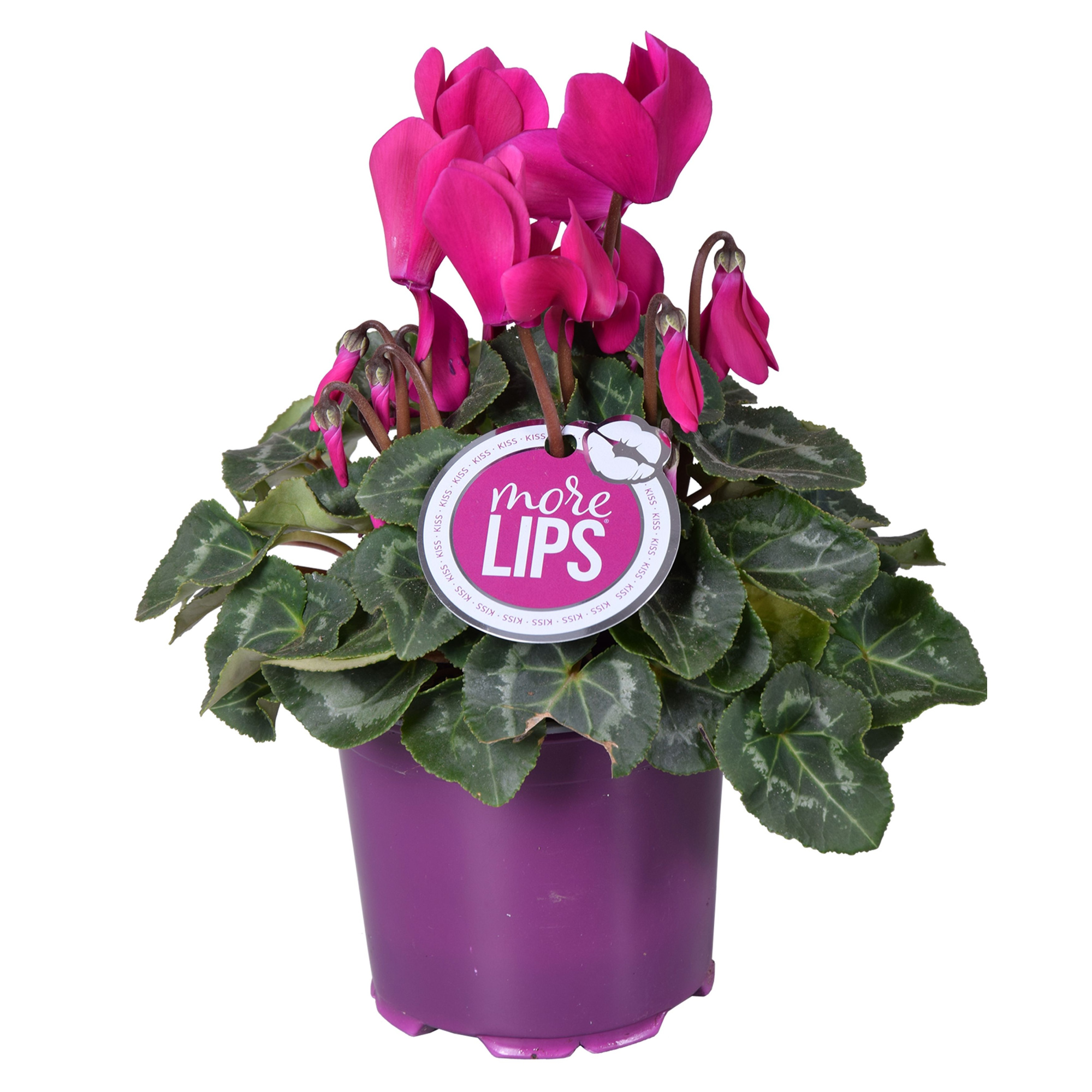 MoreLIPS® Cyclamen paars, D 12 cm
