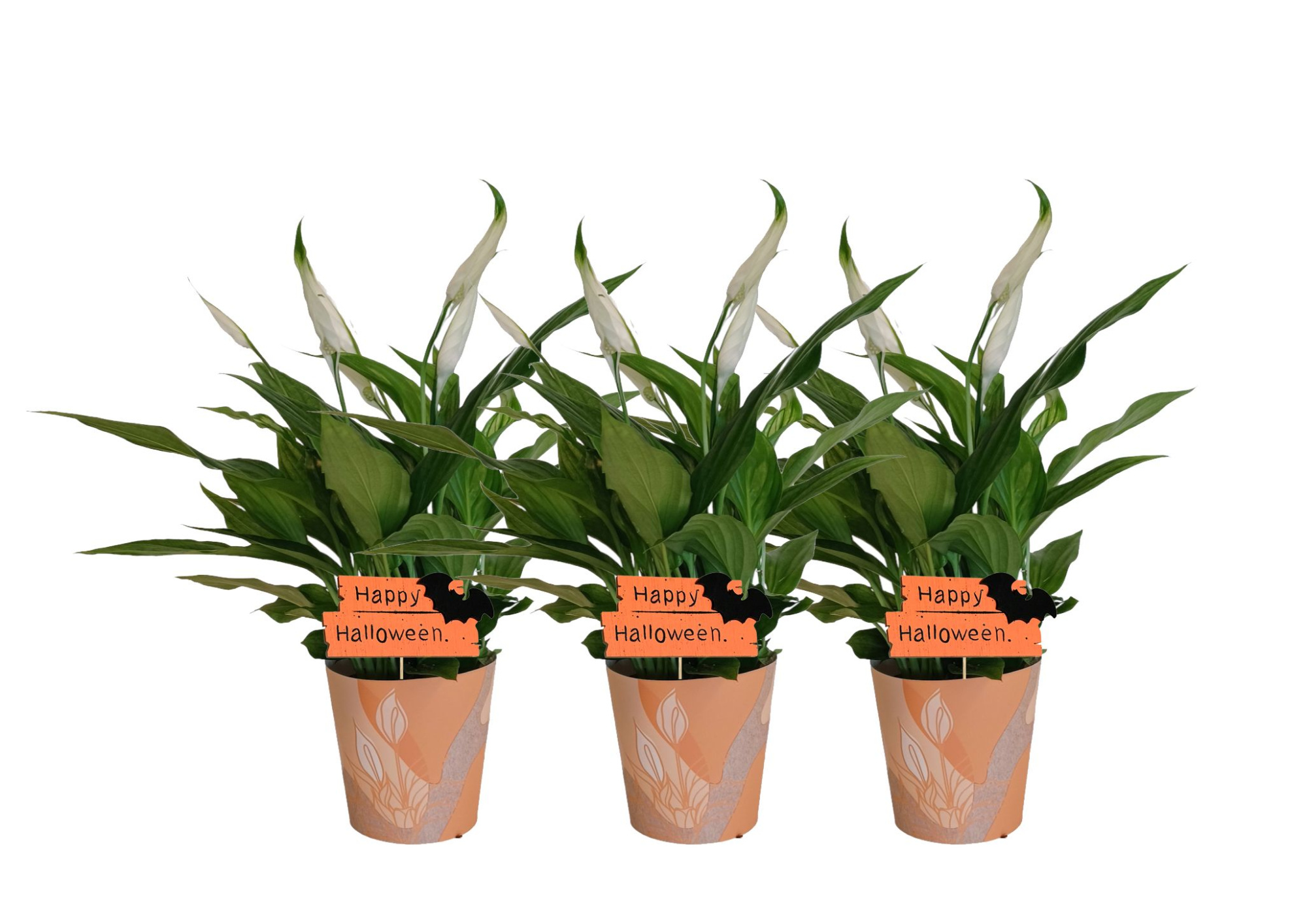 KP-850.5 - Spathiphyllum 9cm in waterdichte smartcup Halloween, D 9 cm