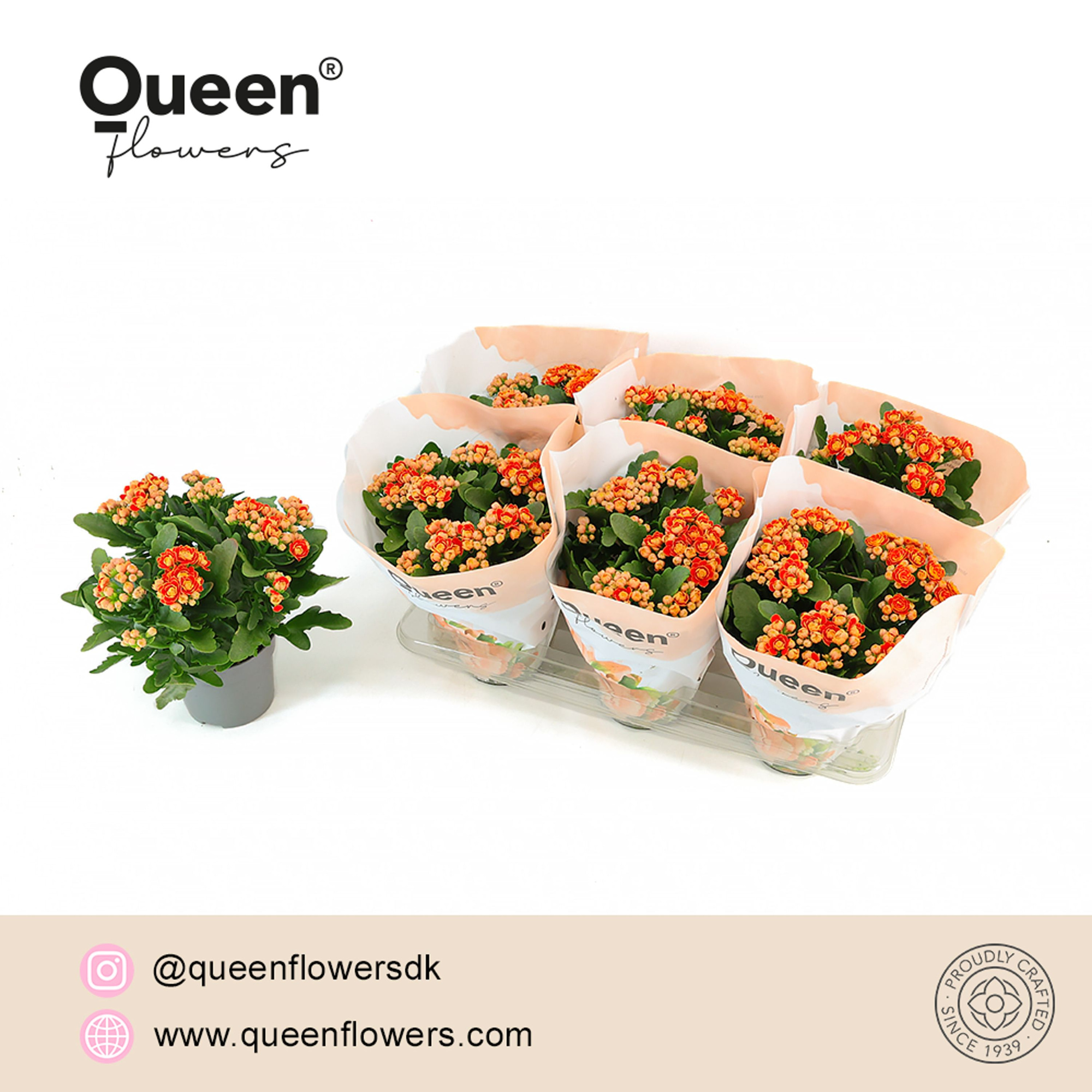 Kalanchoe Geneva Rood/Geel P14 Queen, D 14 cm