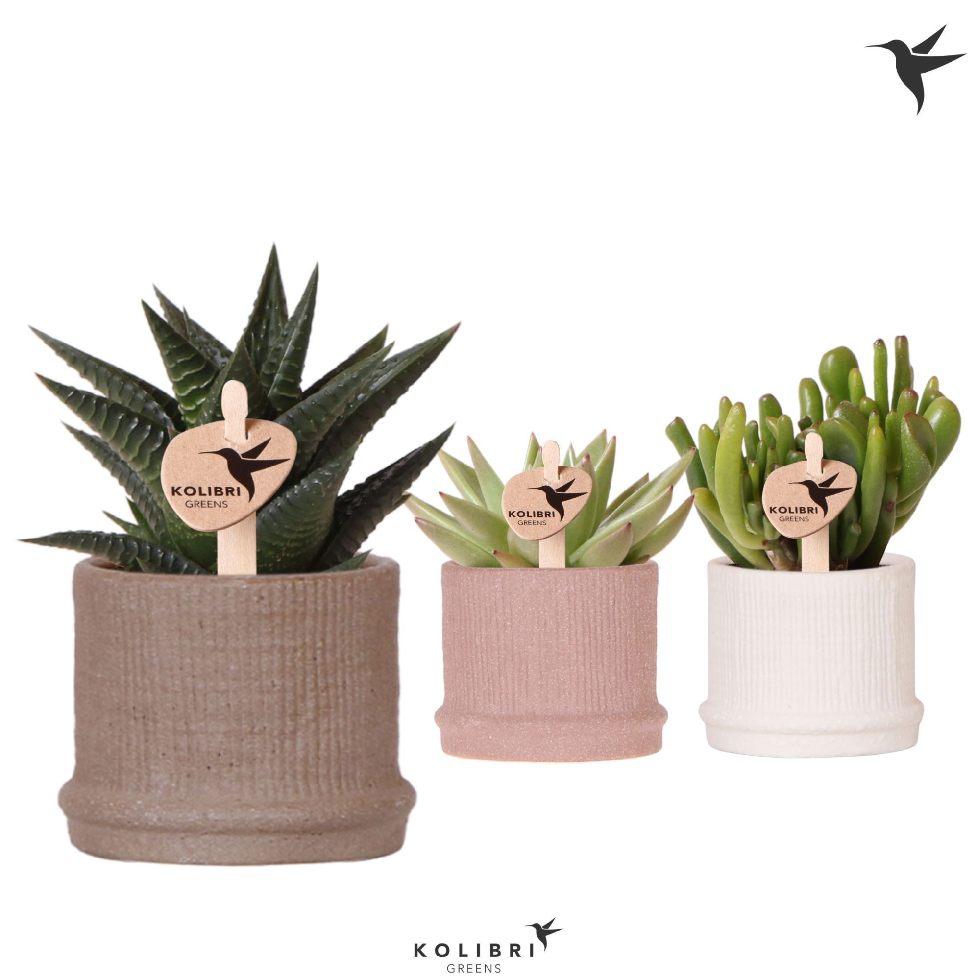 Kolibri Greens Succulenten mix in Bali pot mix, D 6 cm