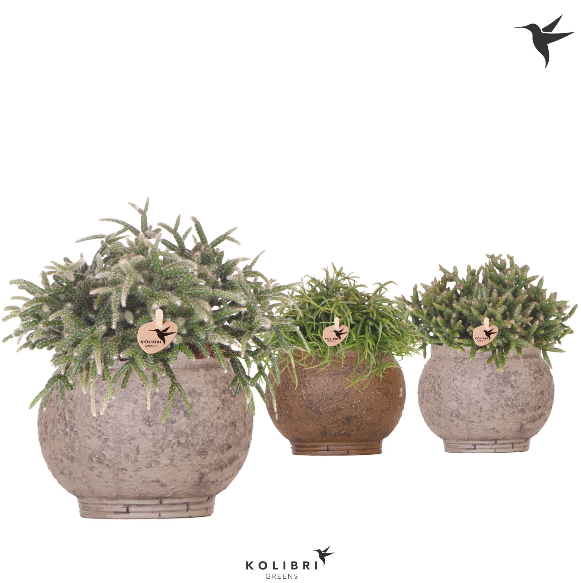 Kolibri Greens Rhipsalis mix in Ancient pot brown mix, D 12