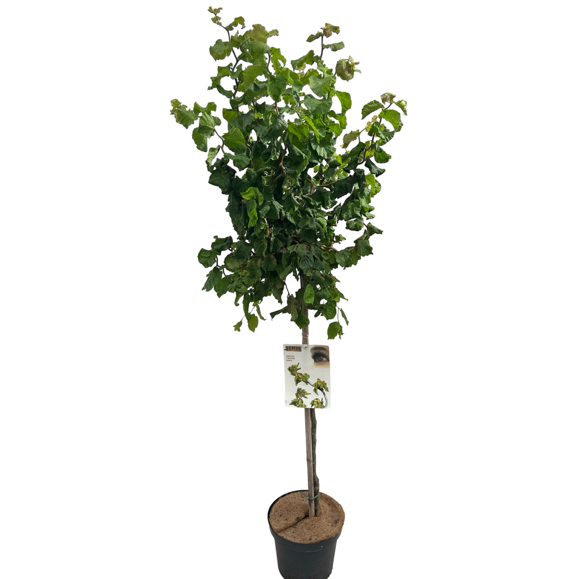 Corylus 'Twister' stam 100cm, D 32 cm