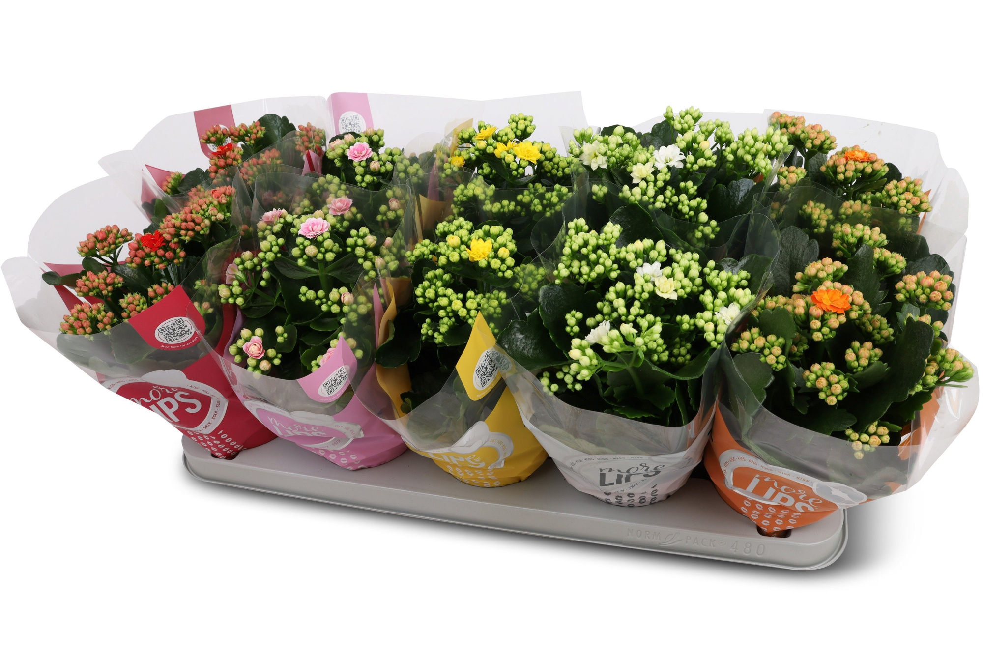 Kalanchoë Perfecta Mix 5KL MoreLIPS hoes, D 12 cm