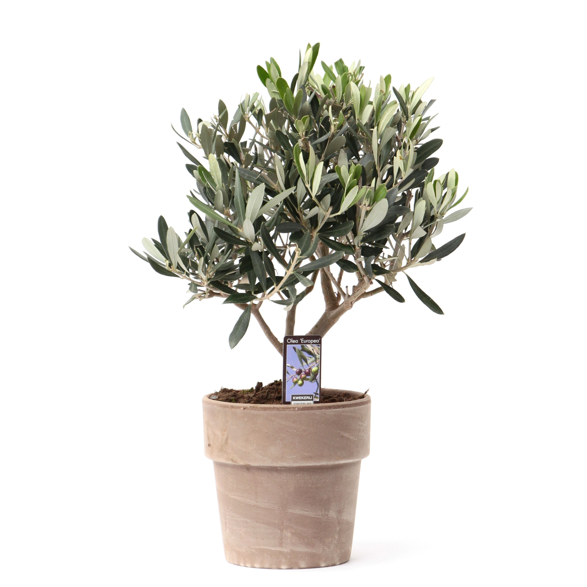 Olea Olijf in Pot Verona, D 16 cm