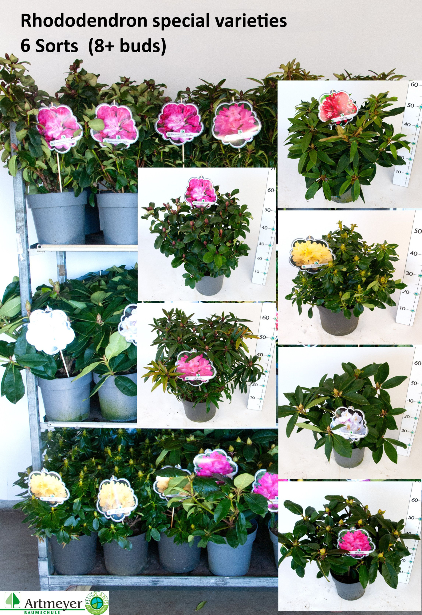 Rhododendron Hybriden in Sorten T22, D 22 cm