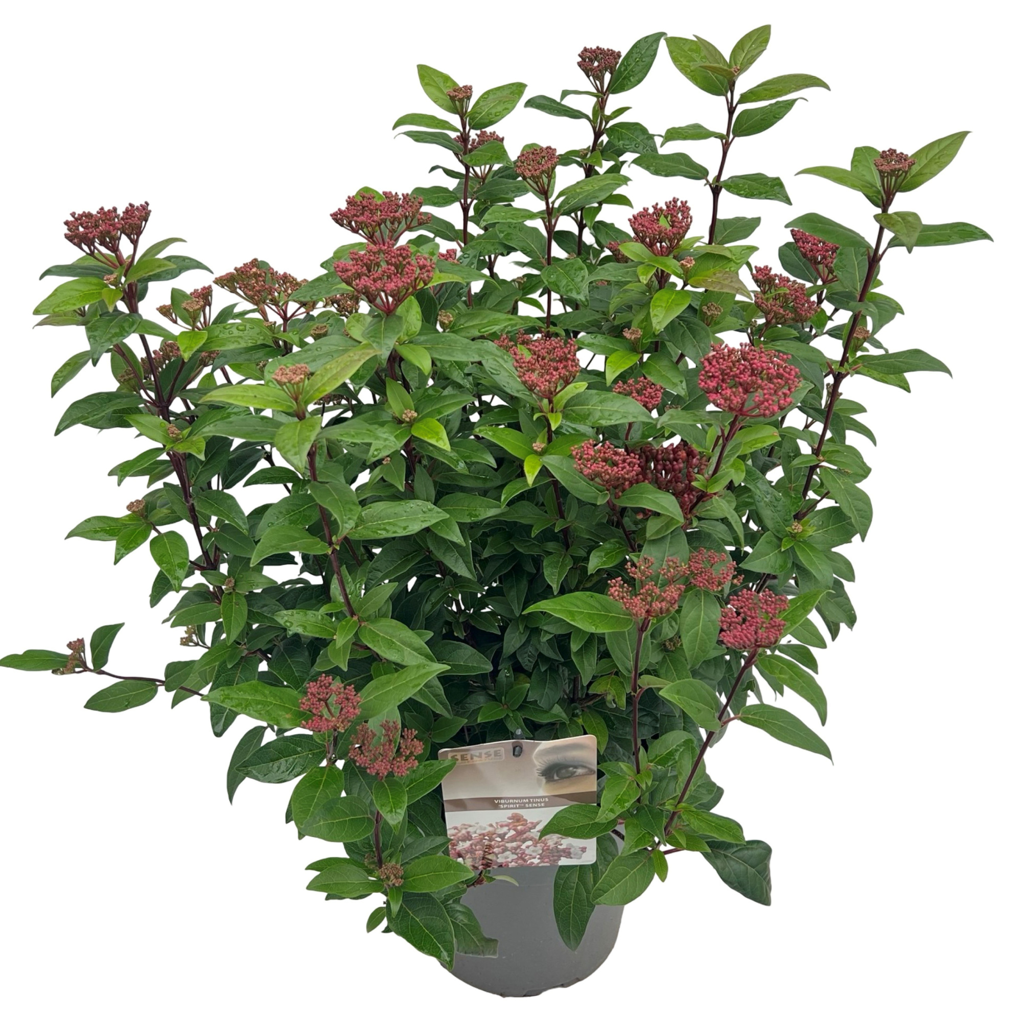 Viburnum tinus 'Spirit' sense, D 23 cm