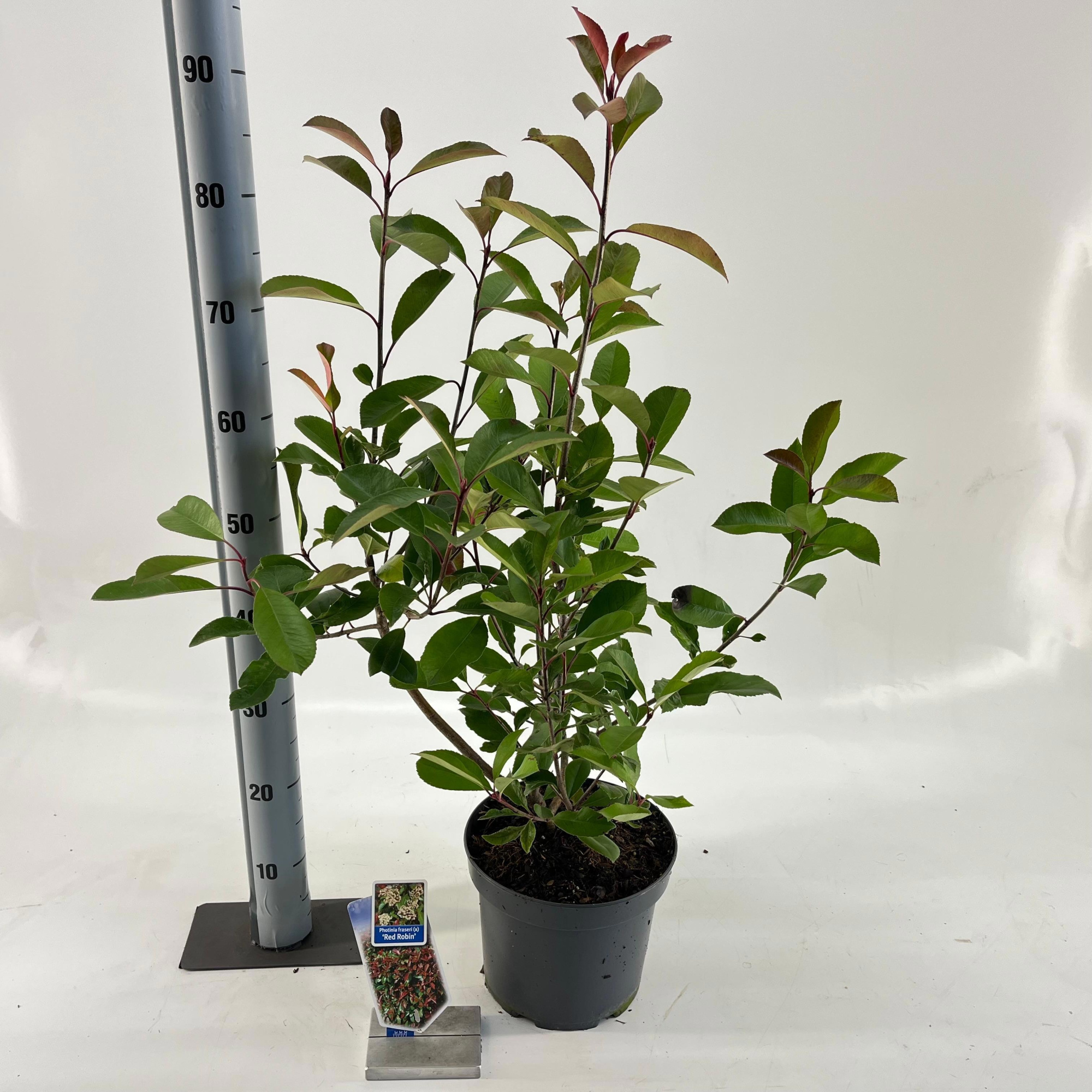 Photinia fraseri 'Red Robin', D 23 cm