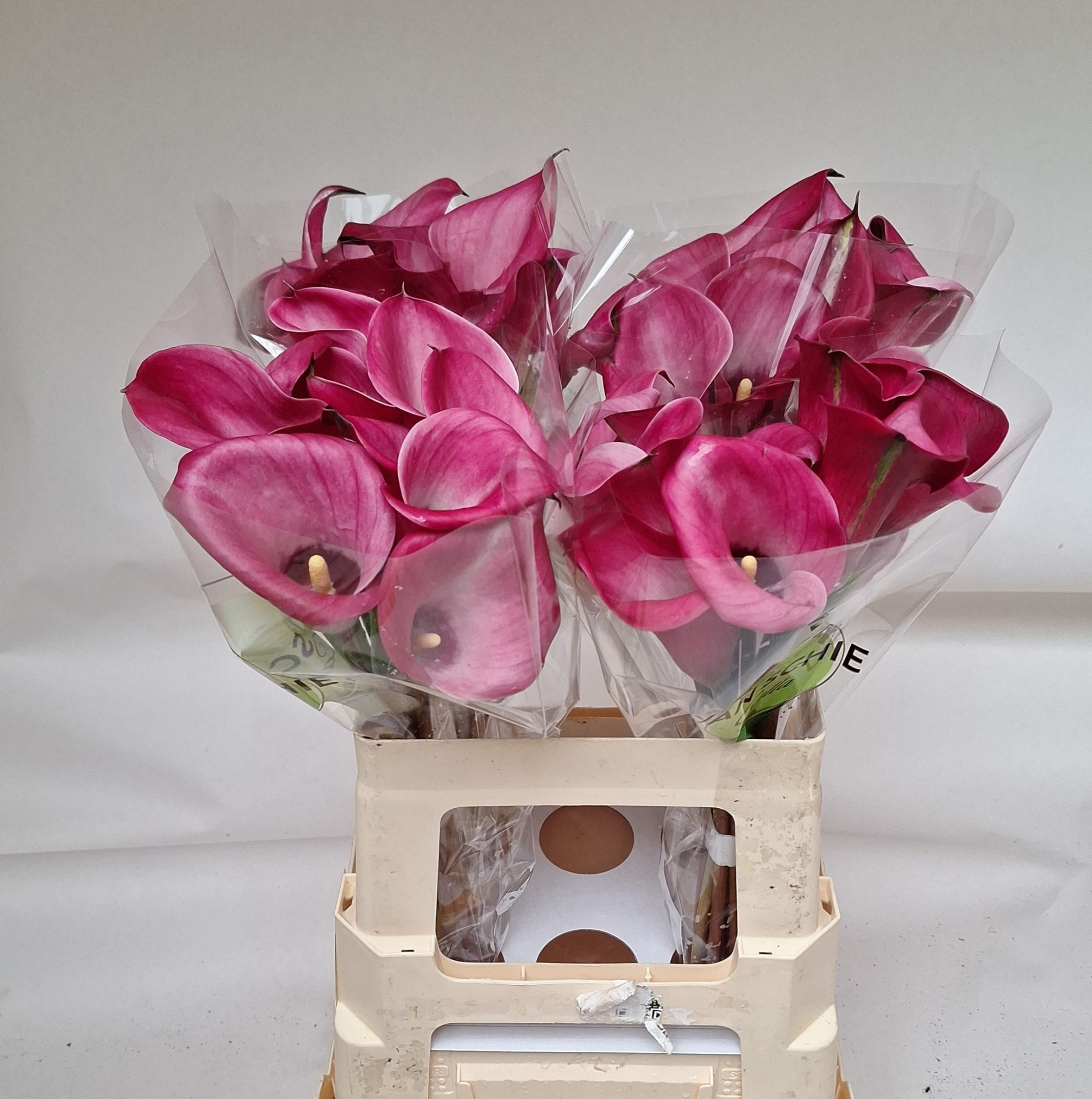 Калла Бейджин 60, шт.