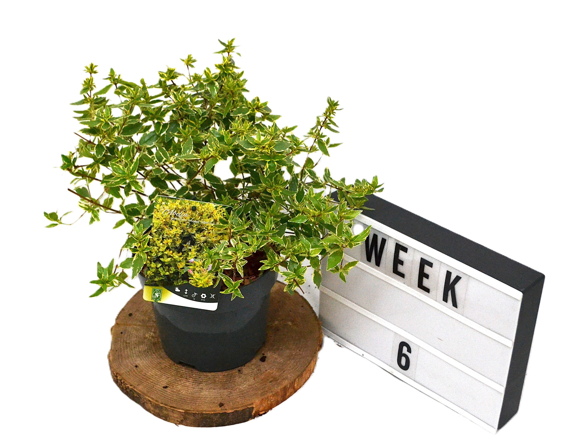 Abelia grandiflora Jelly Beans C3, D 19