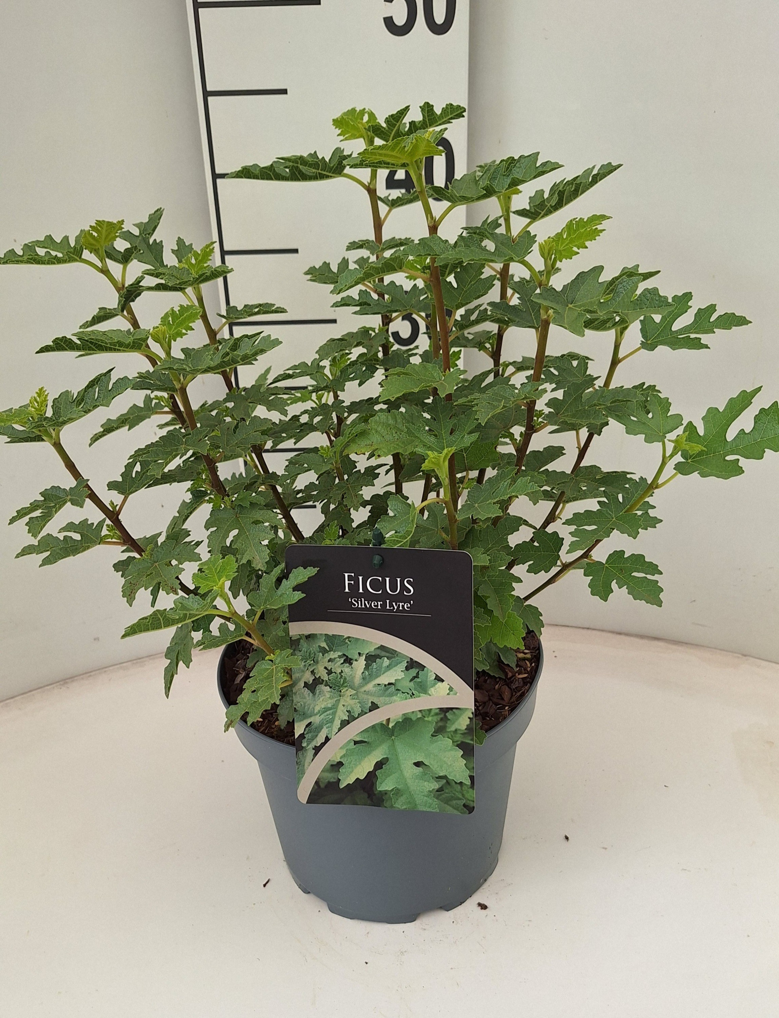 Ficus Silver Lyre, D 21 cm