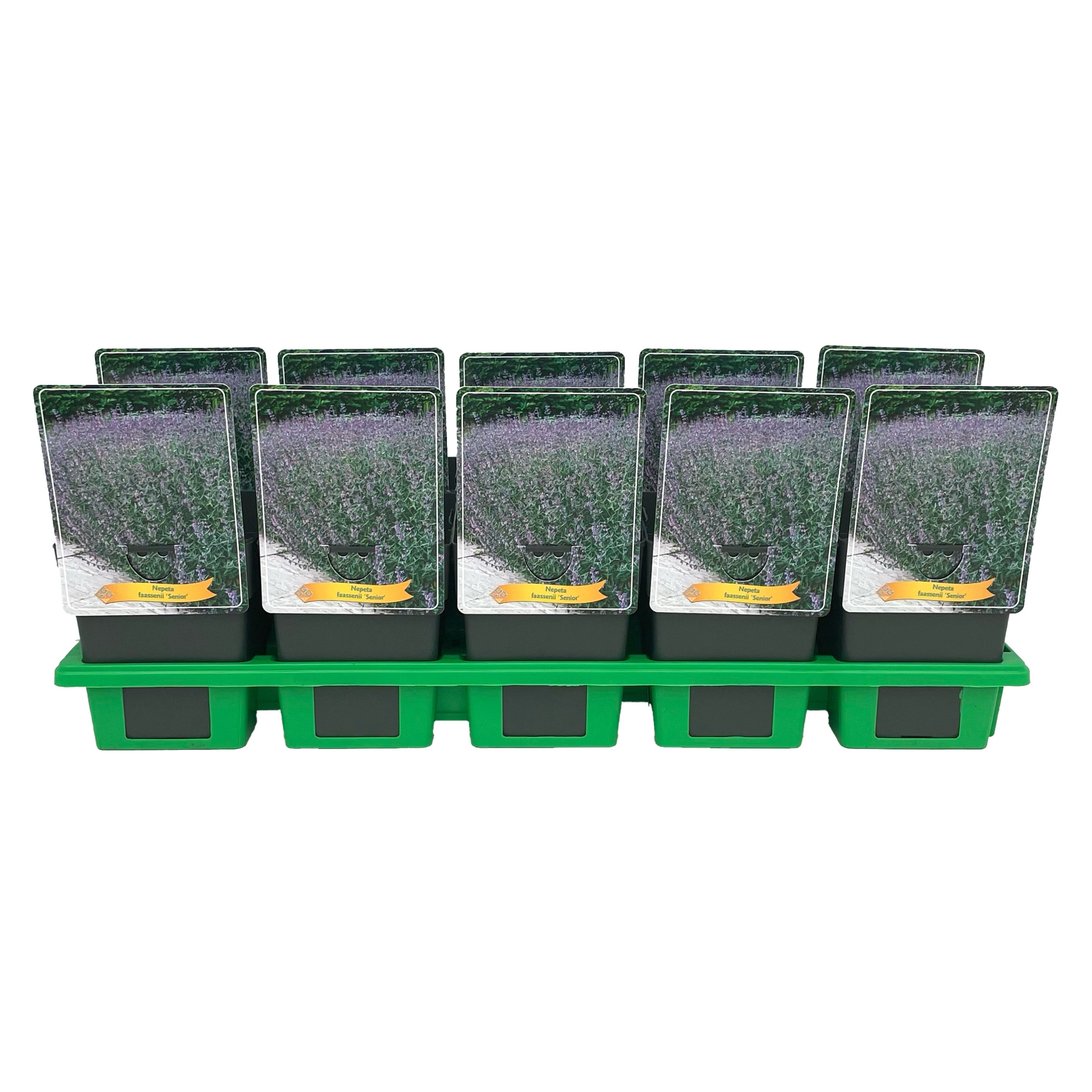Nepeta faassenii 'Senior' P11, D 11 cm