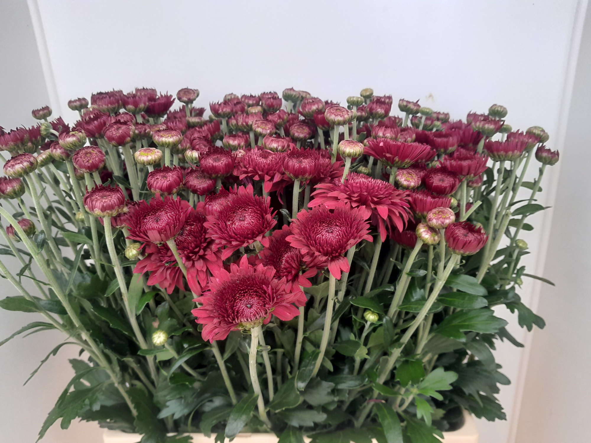 Хризантема куст. Смоуки 65, шт.