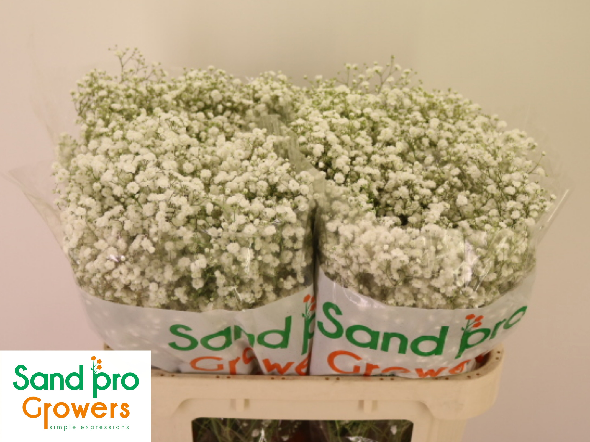 Гипсофила Экселенс 80, шт.