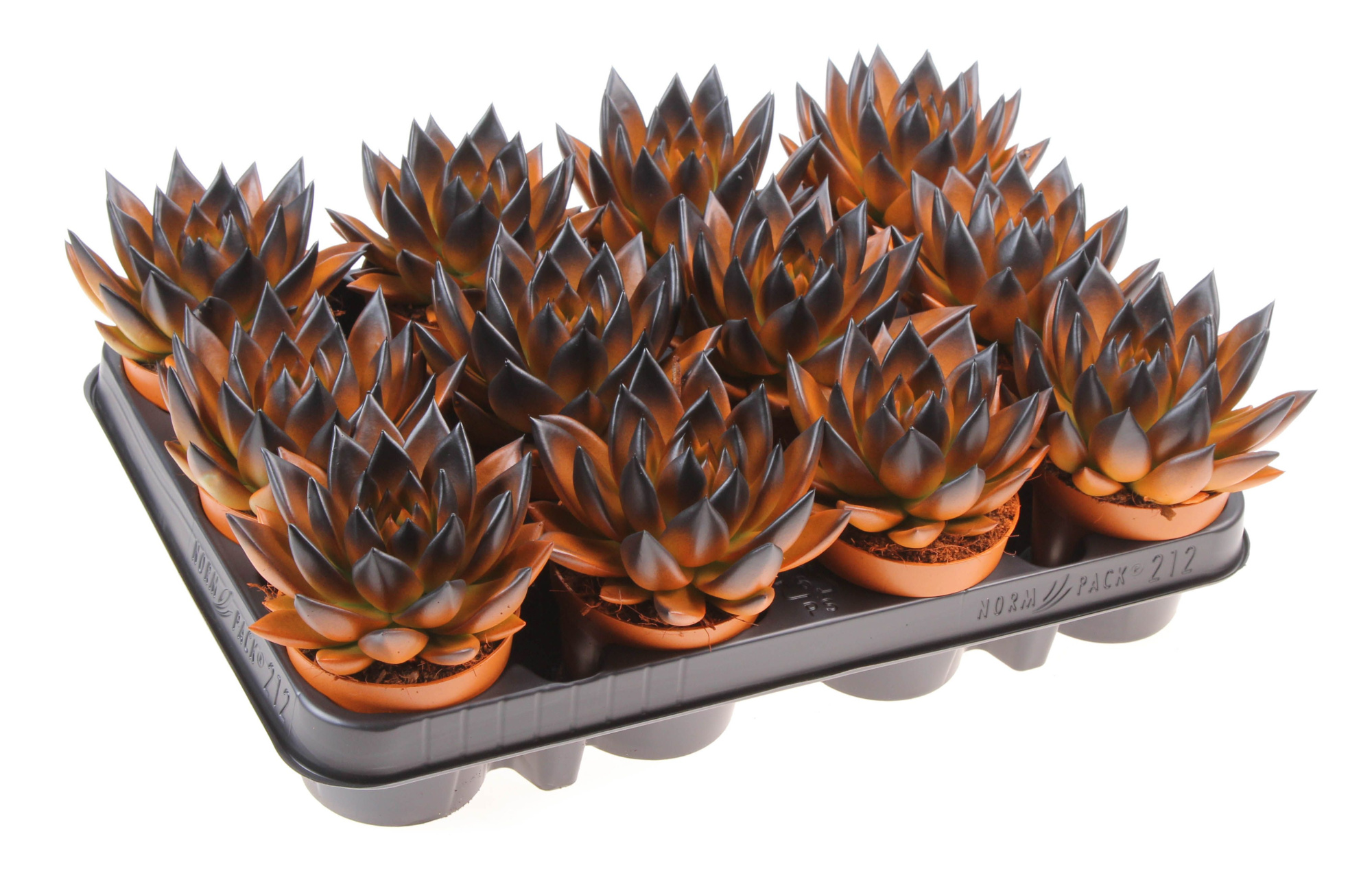 Halloween bicolor orange + black point, D 8,5