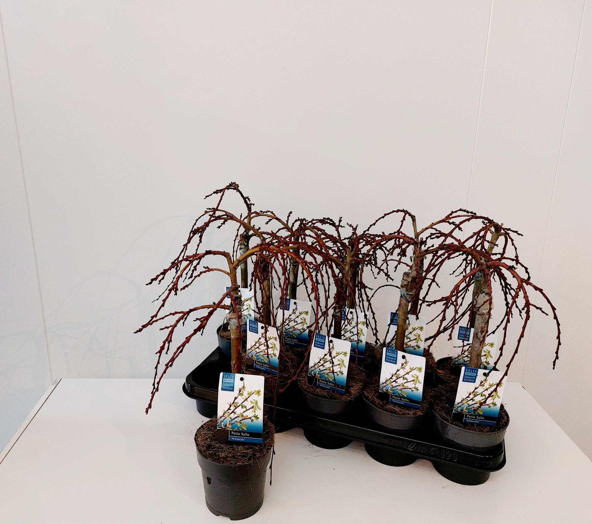 Salix Arbuscula stam 30, D 12