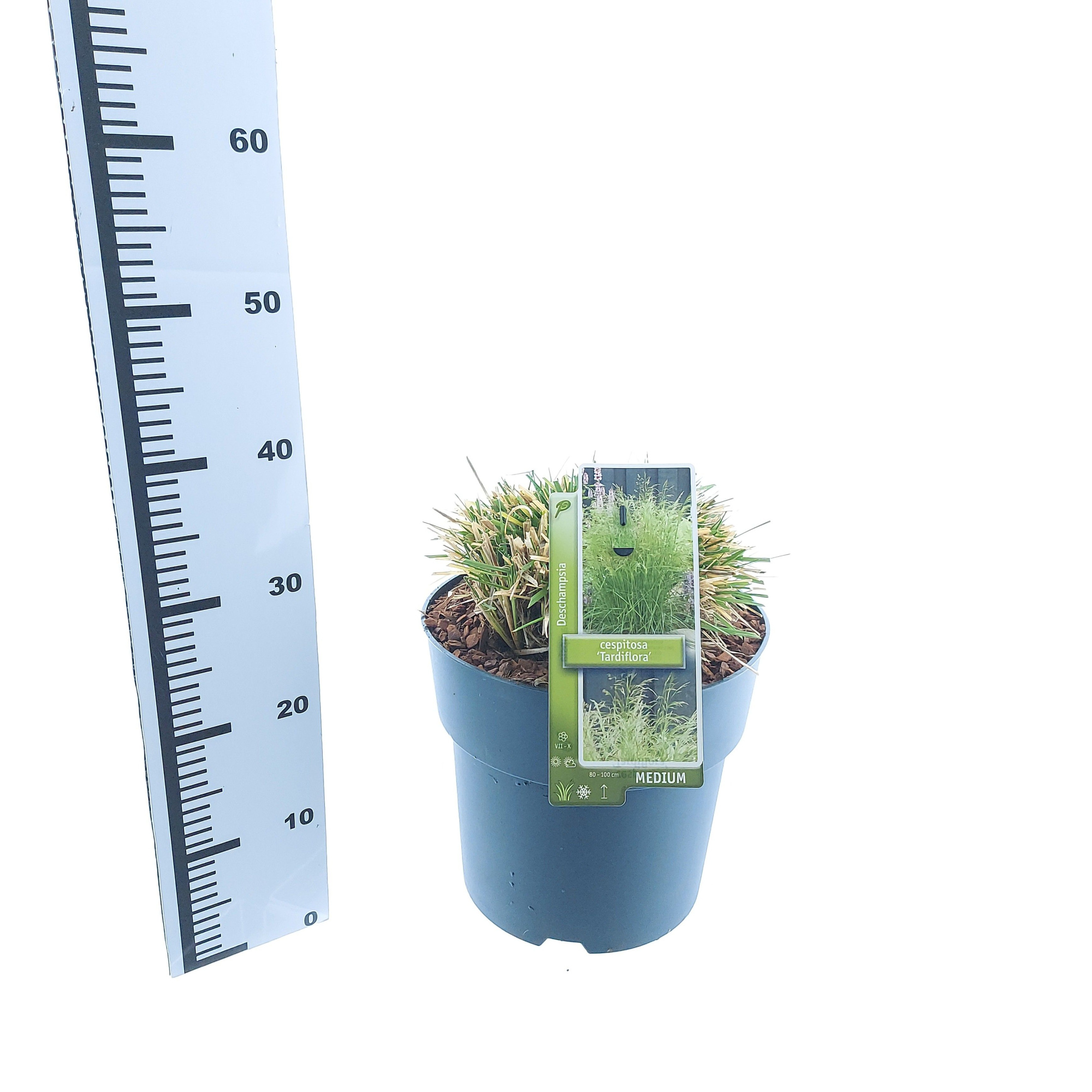 Deschampsia cespitosa 'Tardiflora', D 29