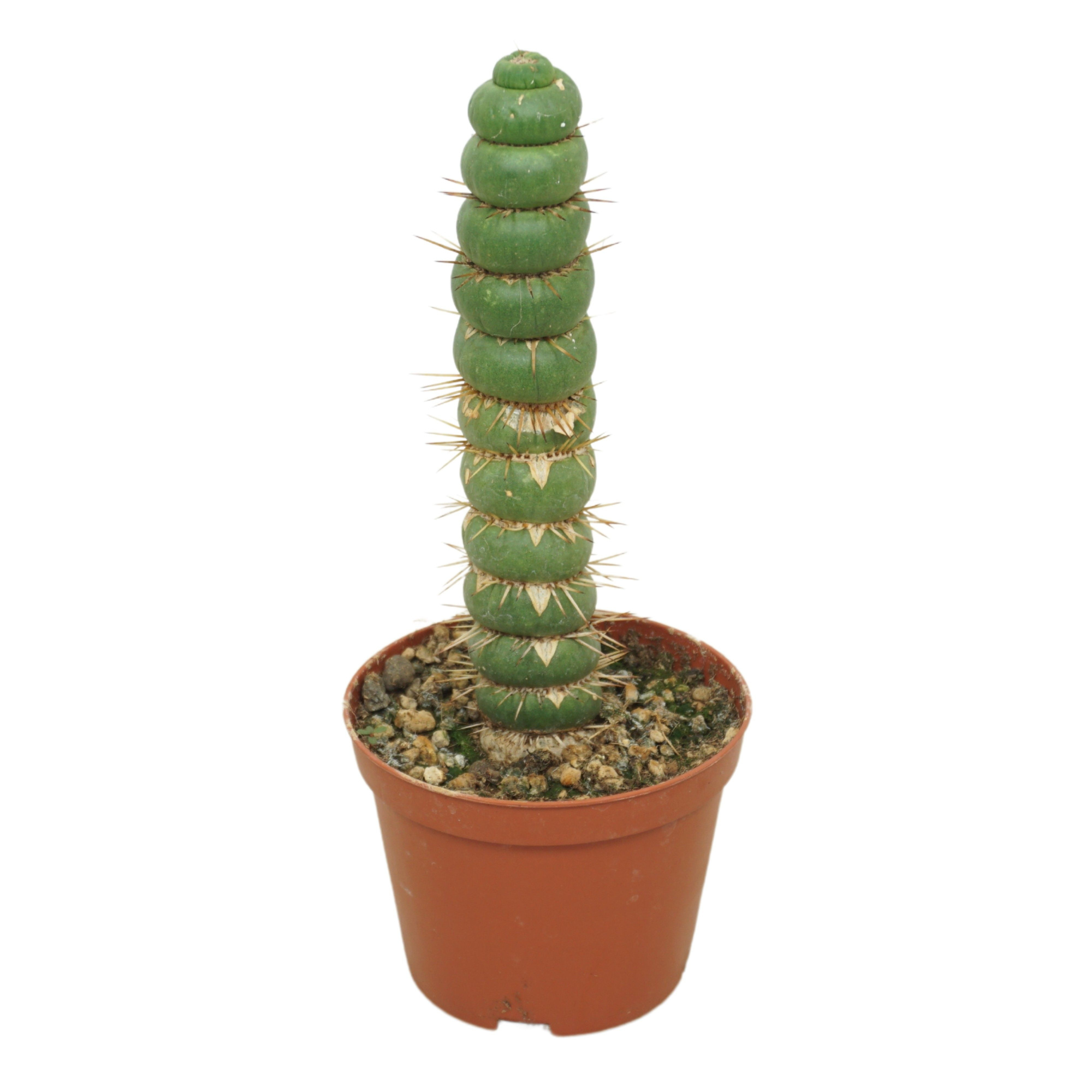 Eulychnia castanea spiralis 10,5 cm, D 10,5 cm