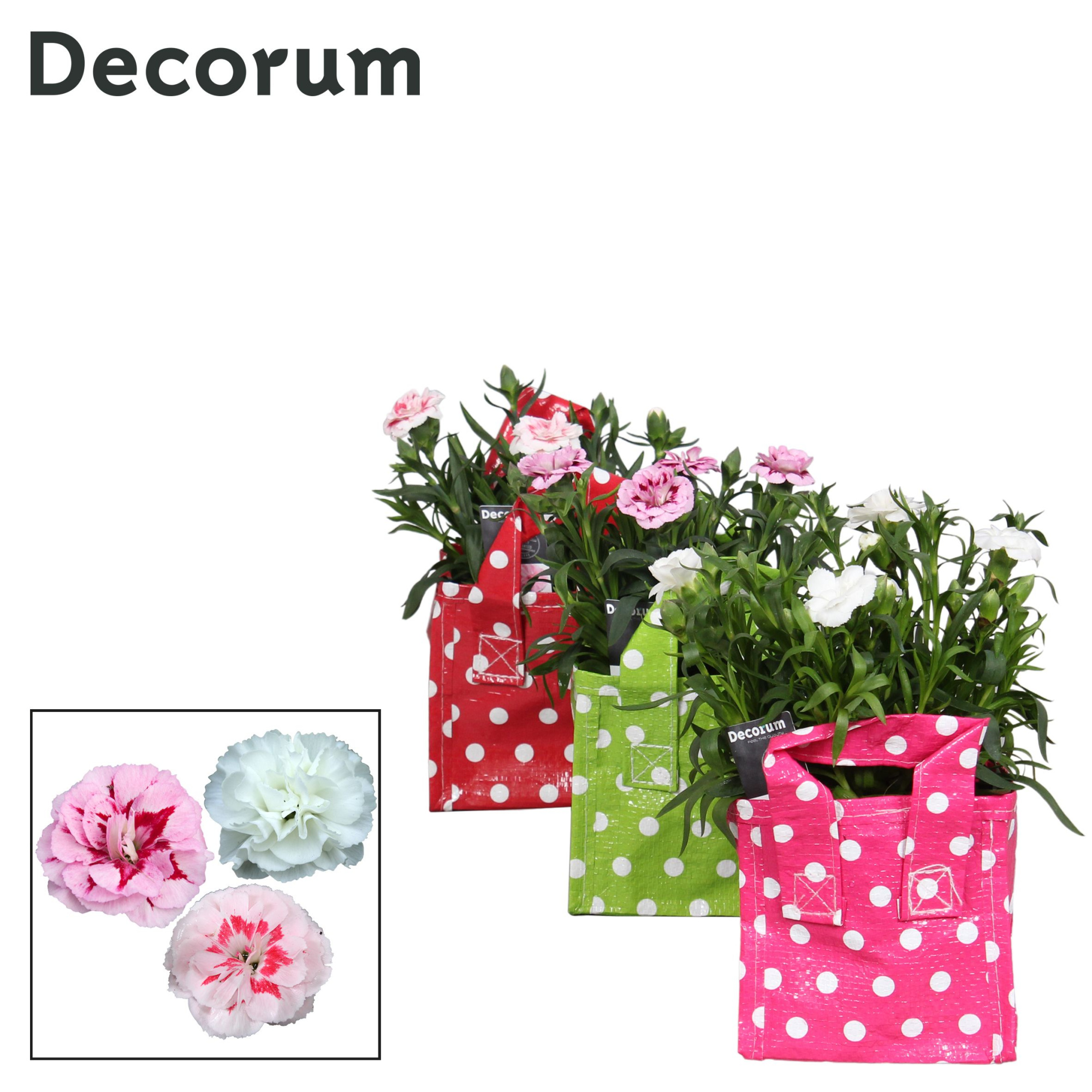 Dianthus - 10,5 cm - Oscar mix in tasstip - Decorum, D 10,5