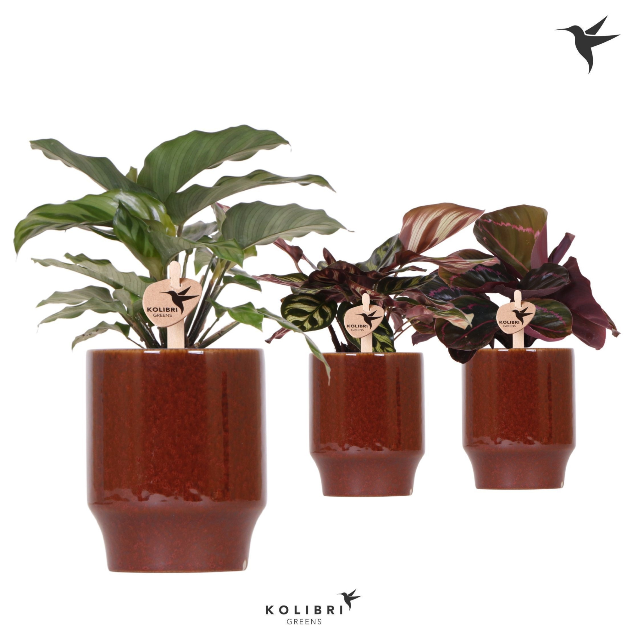 Kolibri Greens Calathea mix in Classy pot red, D 9 cm