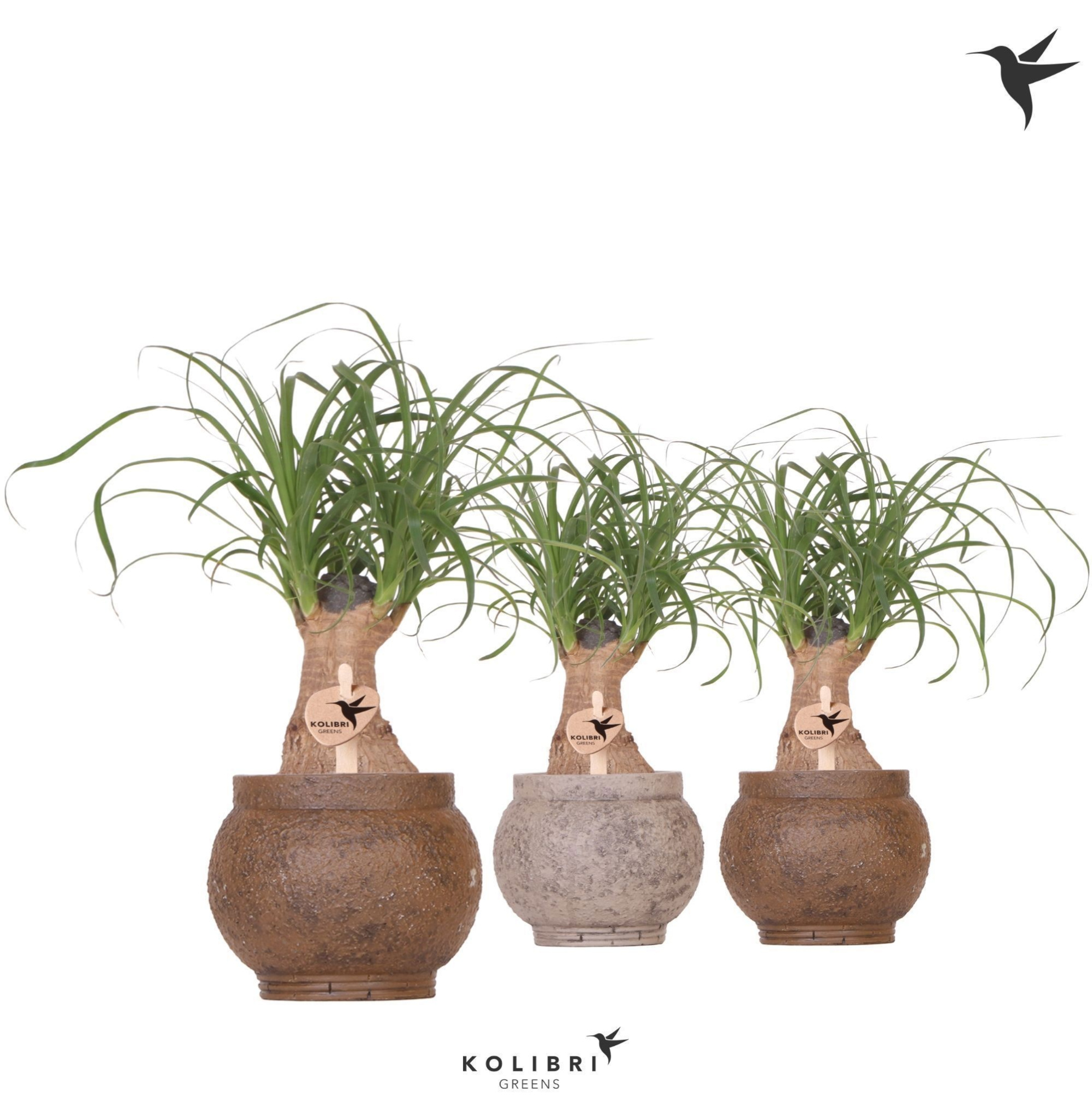 Kolibri Greens Beaucarnea in Ancient pot brown mix, D 9 cm
