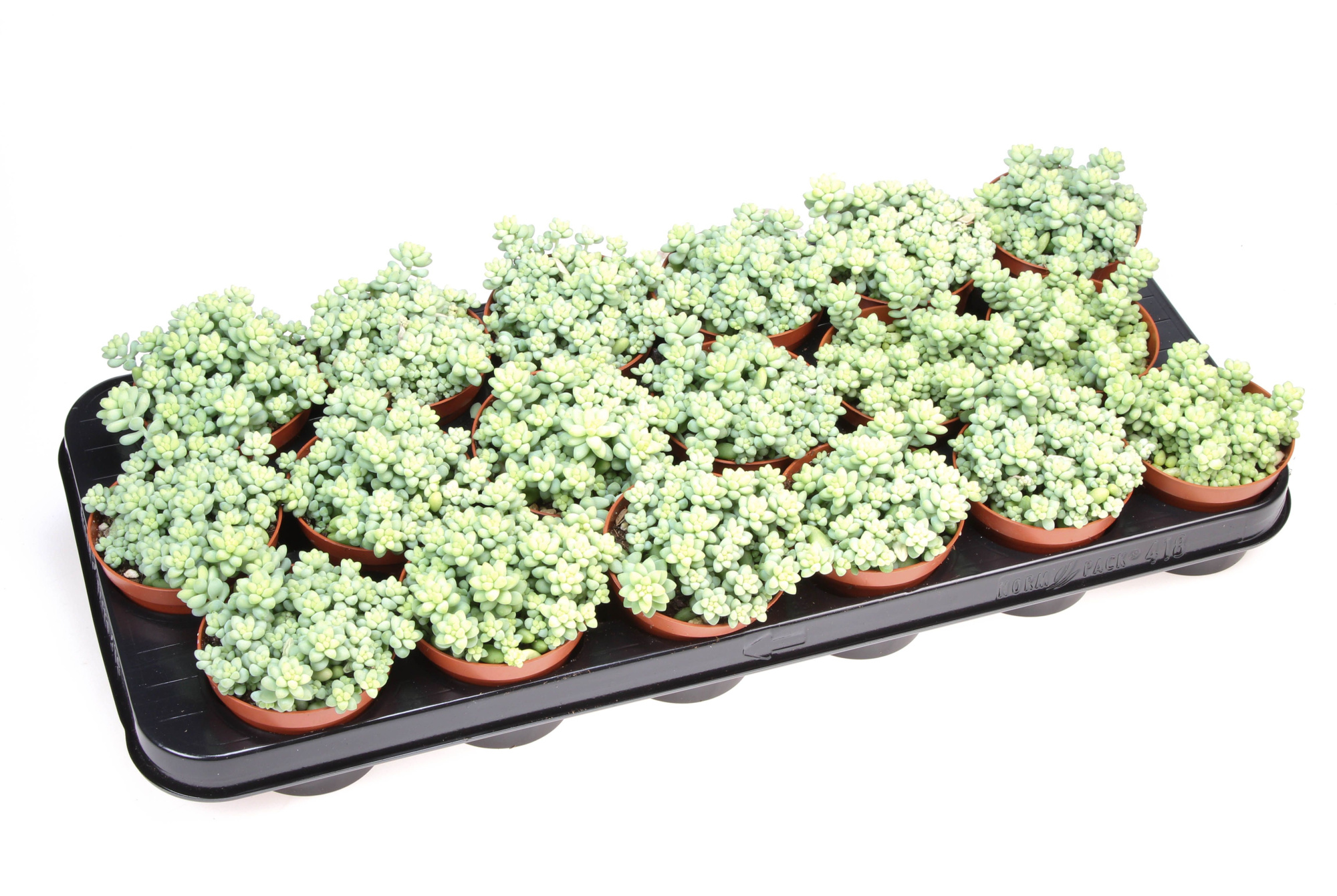 Sedum Burrito, D 8,5 cm