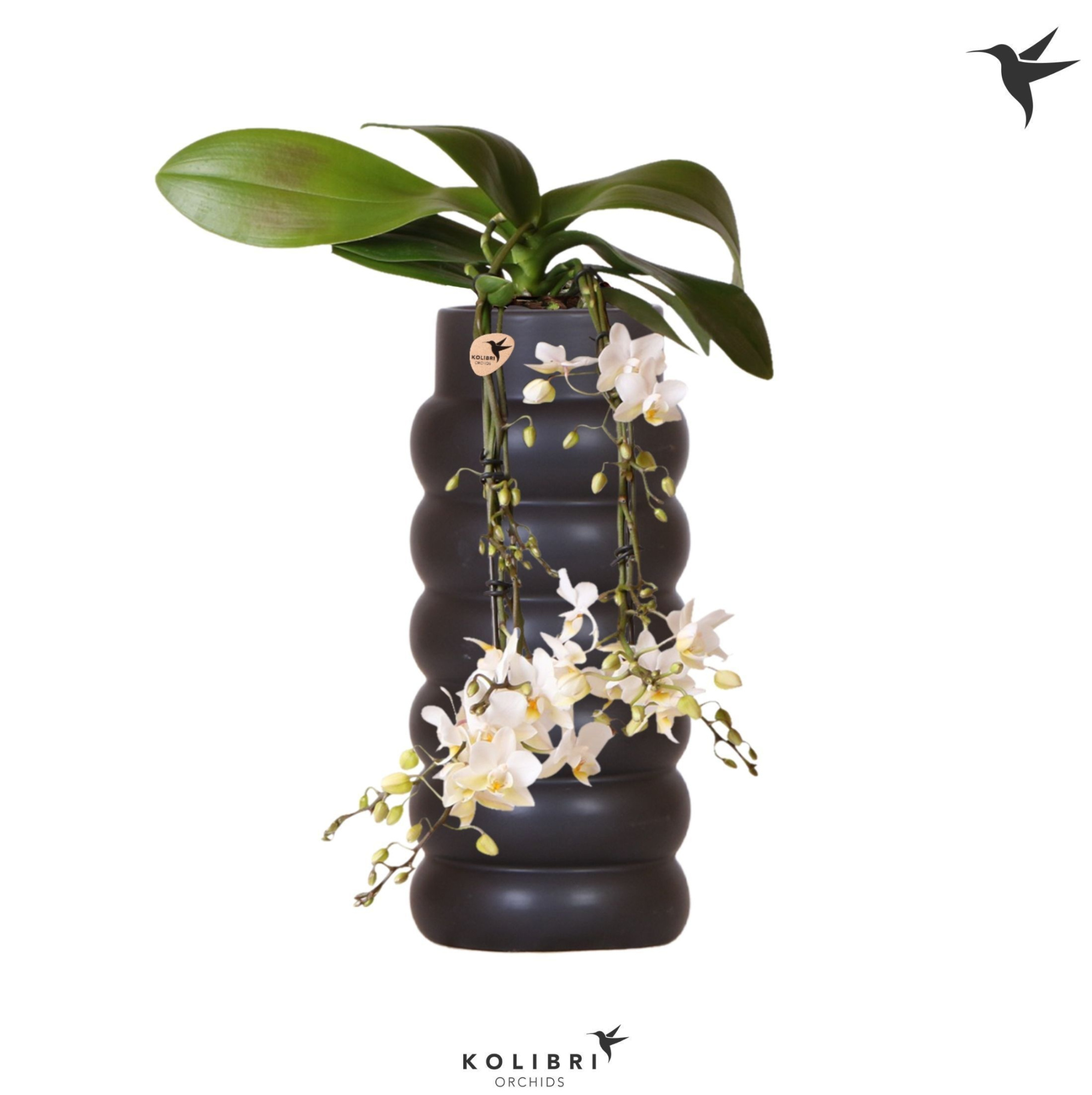 Kolibri Orchids Phalaenopsis Victoria Fall in Bubble fall black, D 9
