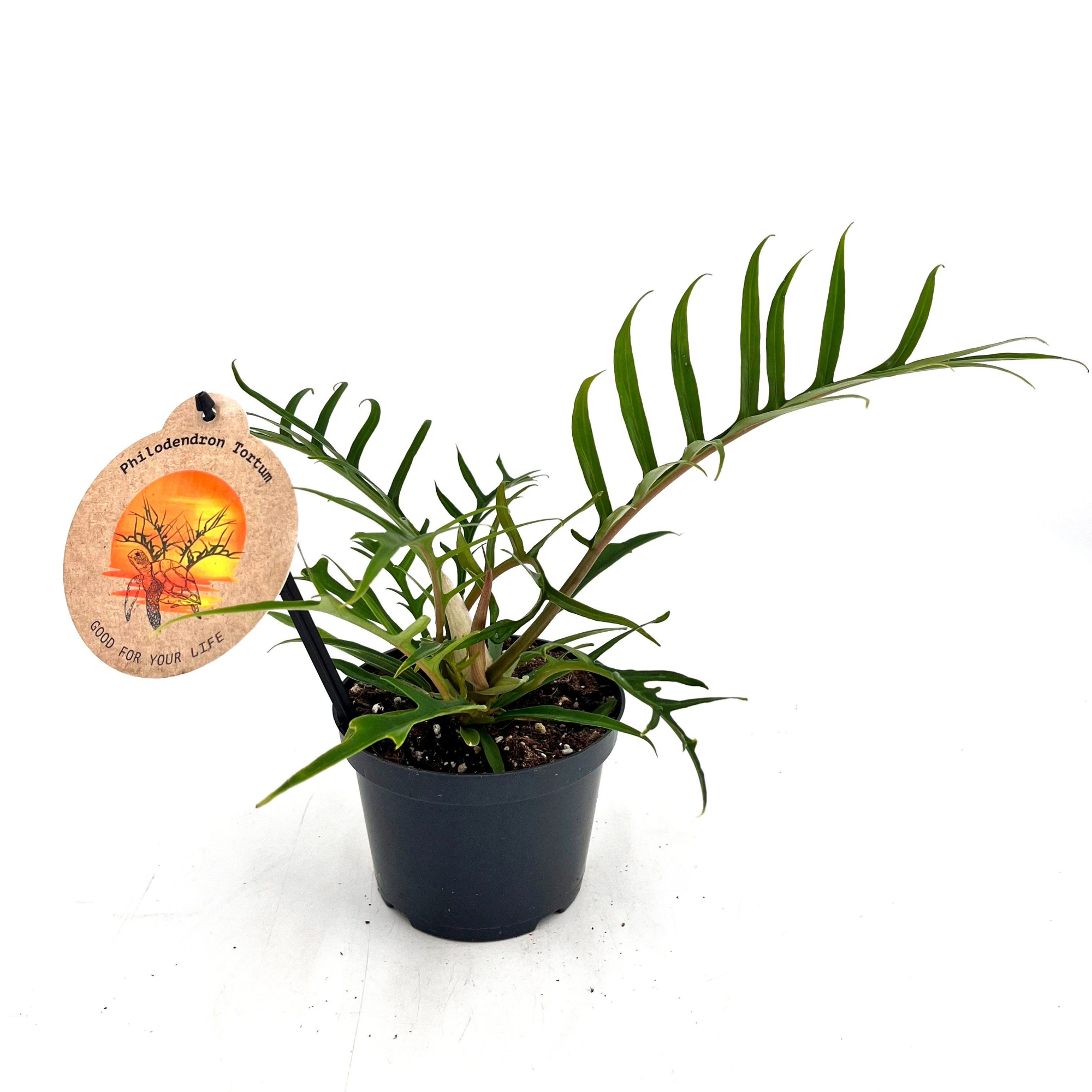 Phil. Bipinnatifidum (Tortum), D 12 cm